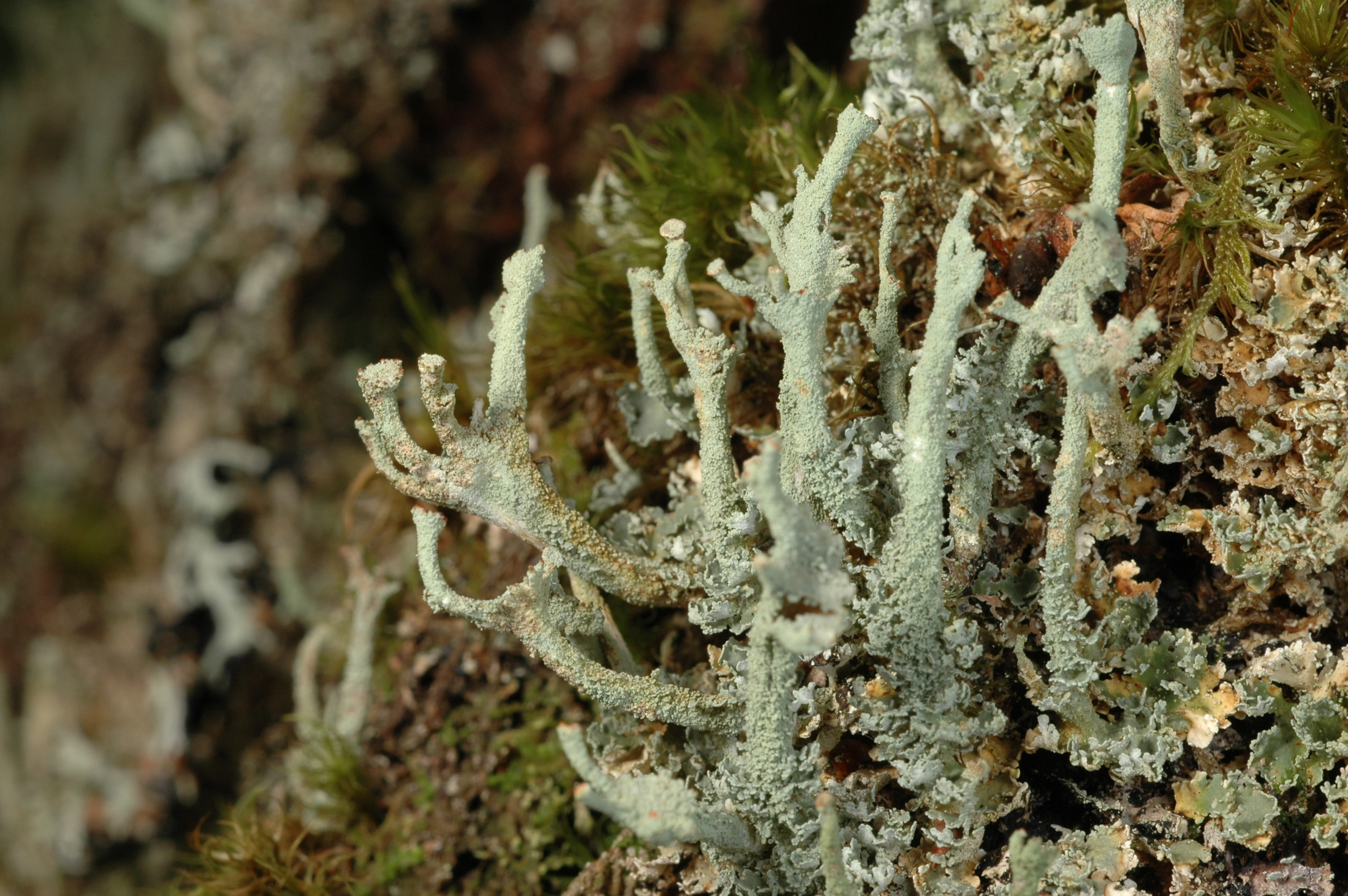 : Cladonia polydactyla.