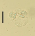 : Gadimyxa atlantica.