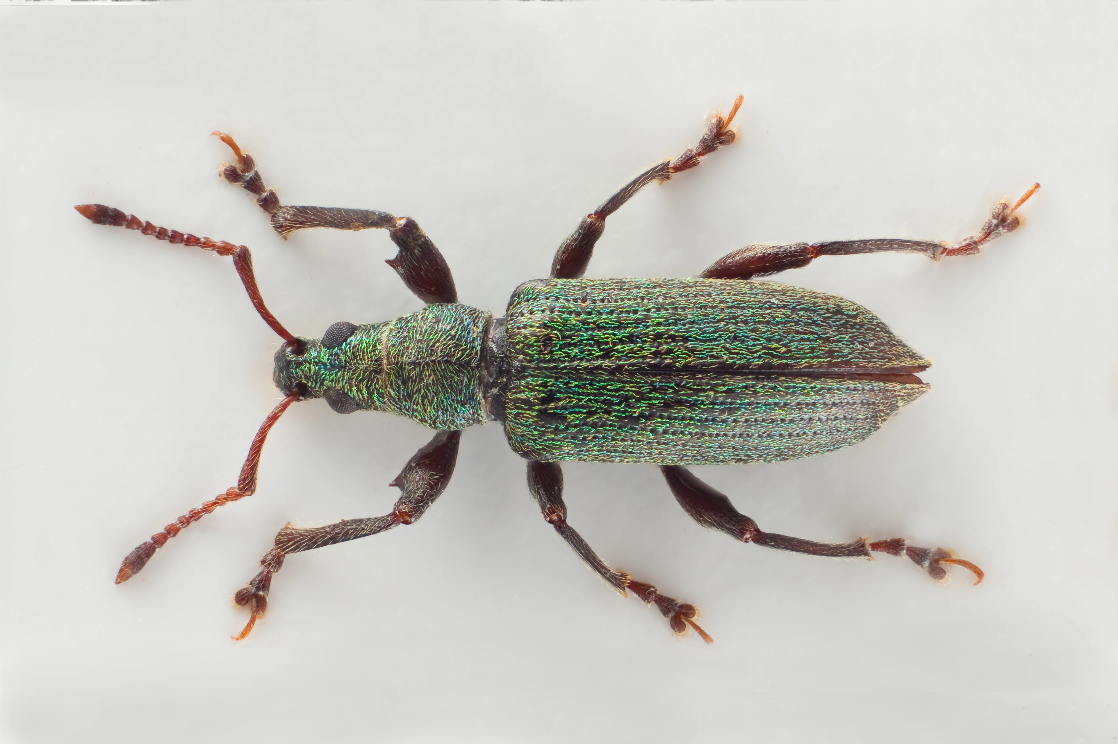 : Phyllobius intrusus.