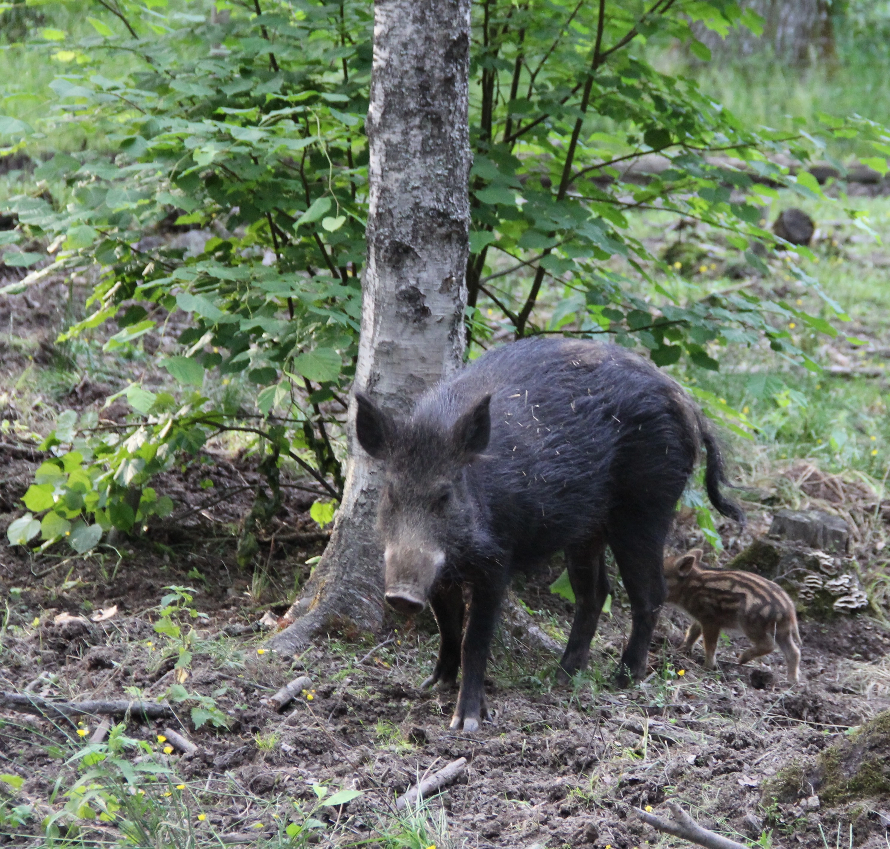 : Sus scrofa.