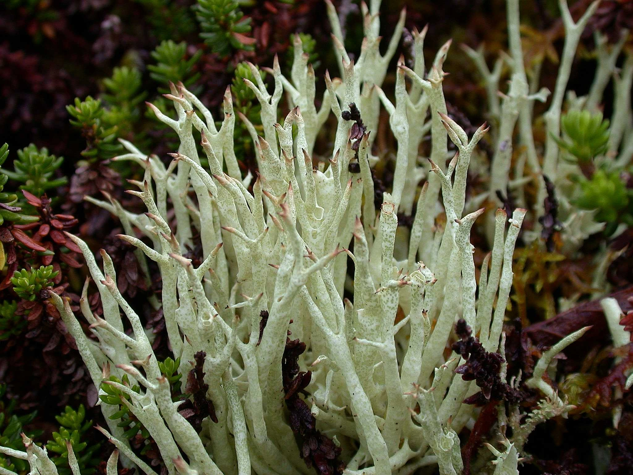 : Cladonia uncialis. : Cladonia uncialis.