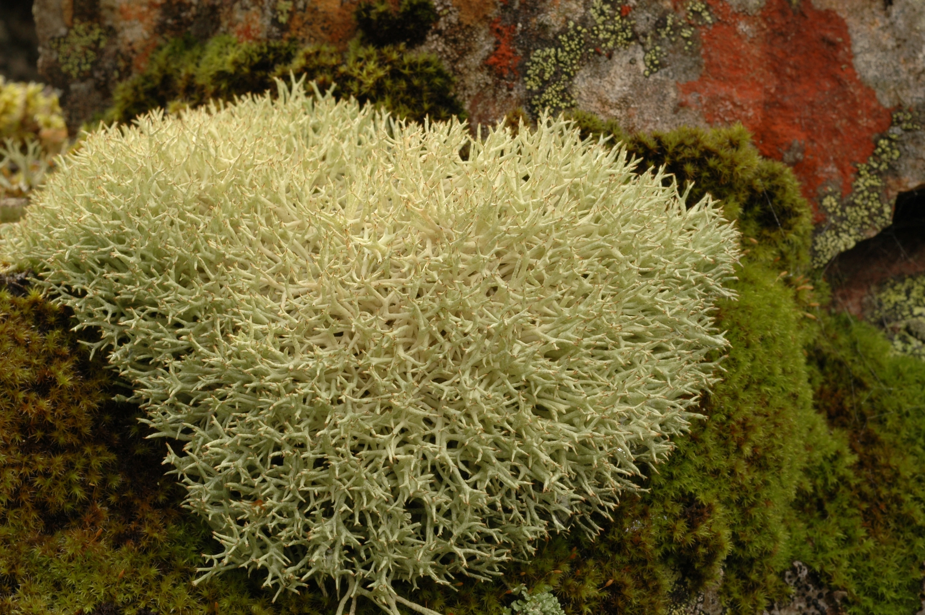 : Cladonia uncialis. : Cladonia uncialis.