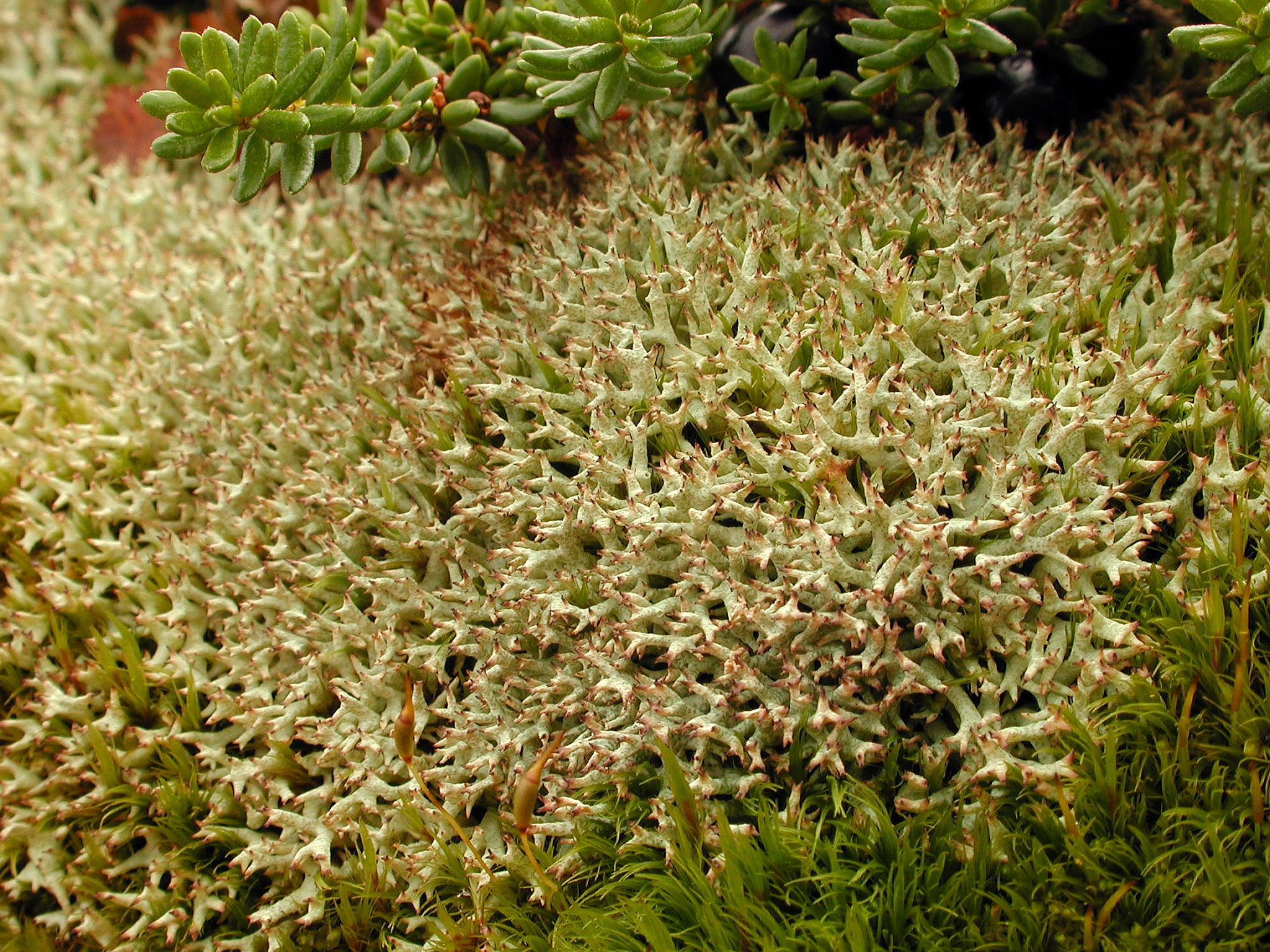 : Cladonia uncialis. : Cladonia uncialis.