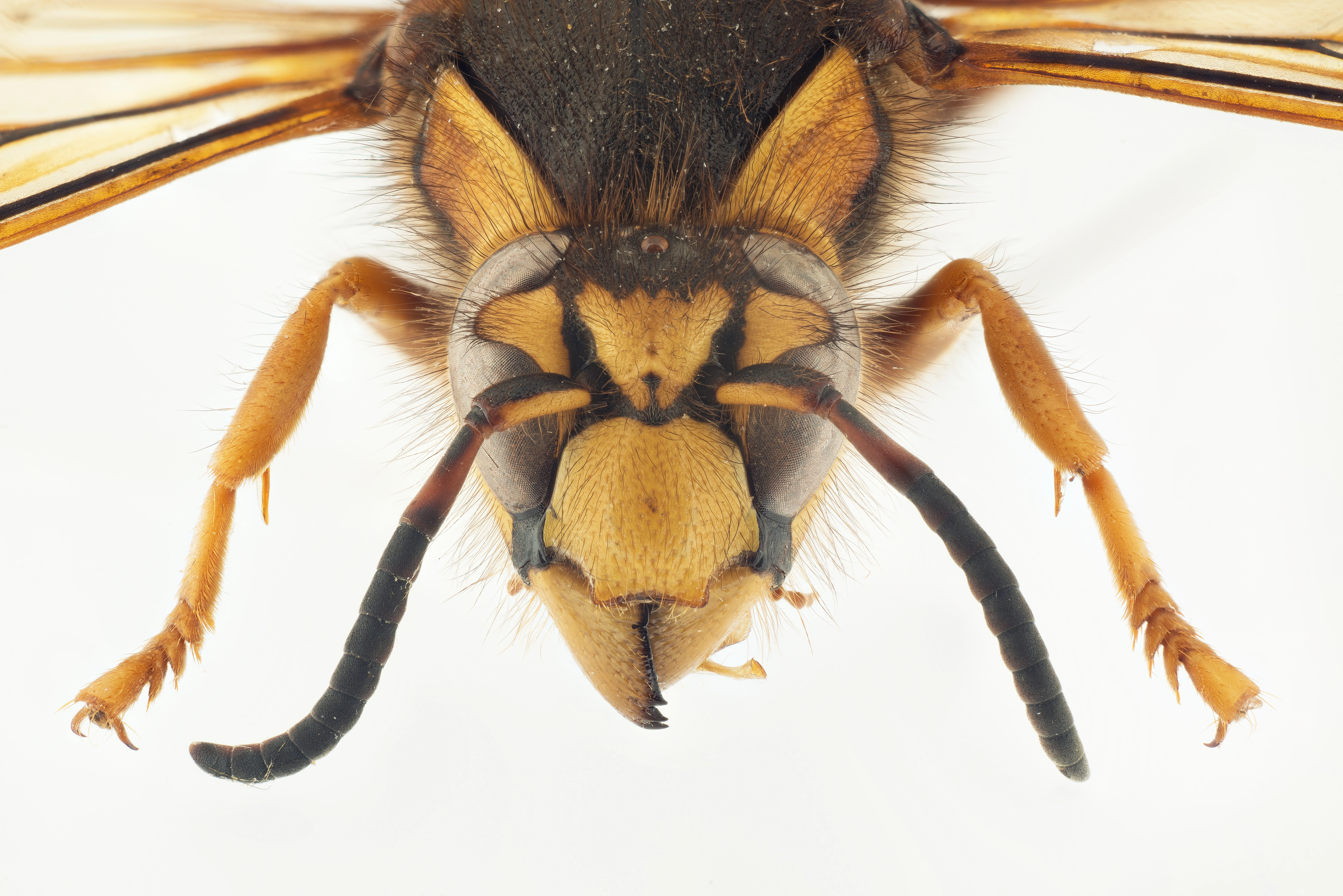 : Dolichovespula media.