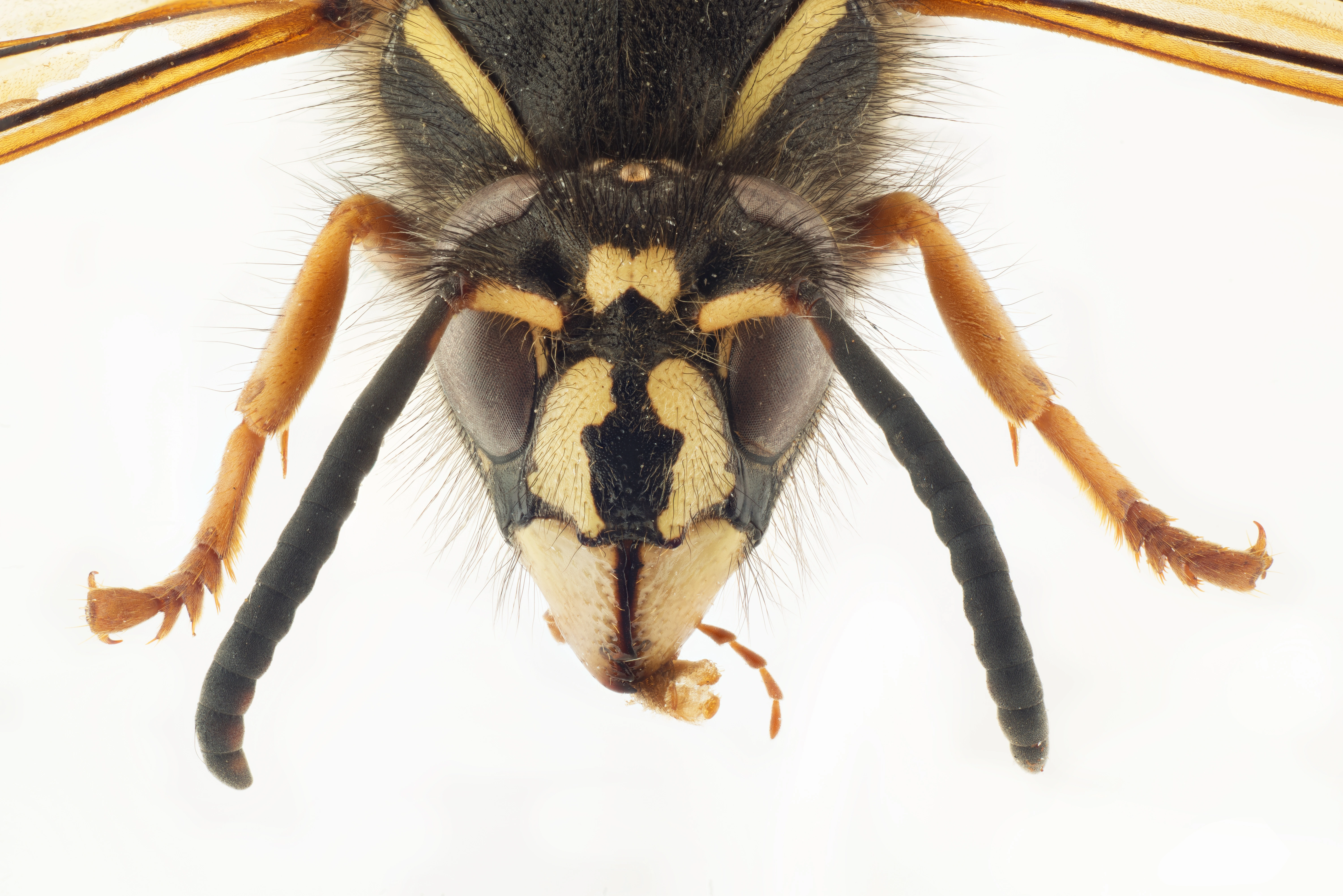 : Dolichovespula norwegica.