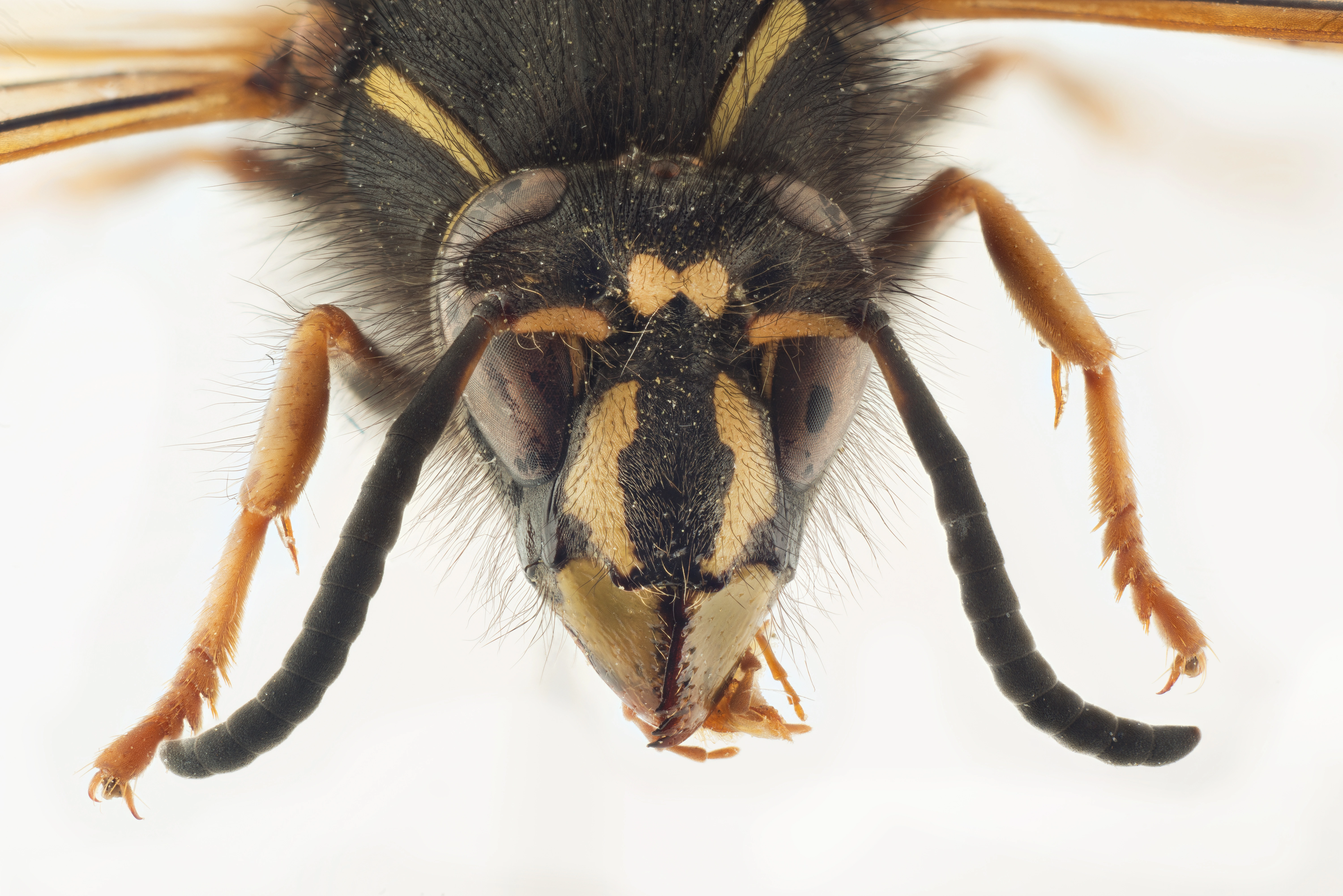 : Dolichovespula pacifica.