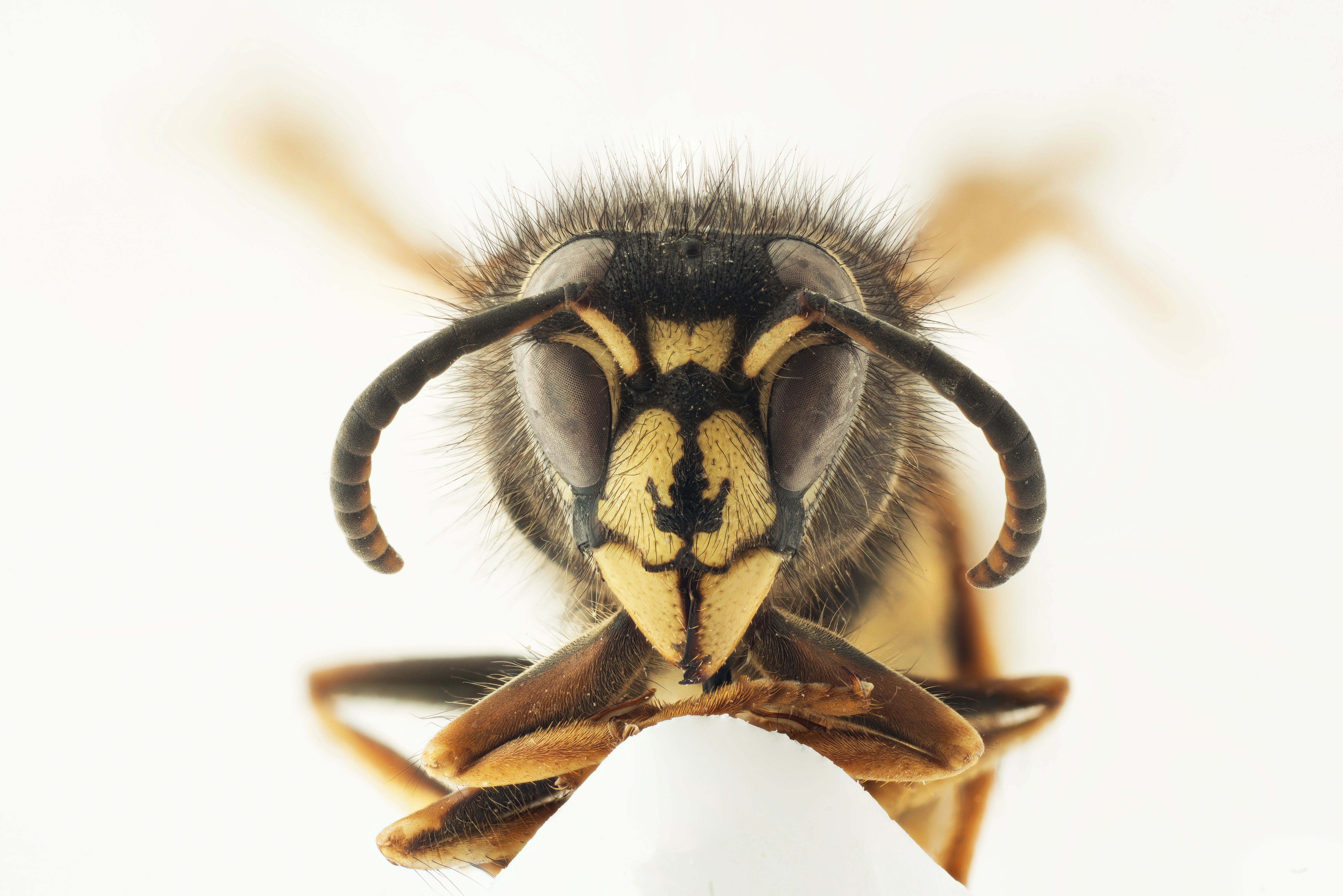 : Dolichovespula saxonica.