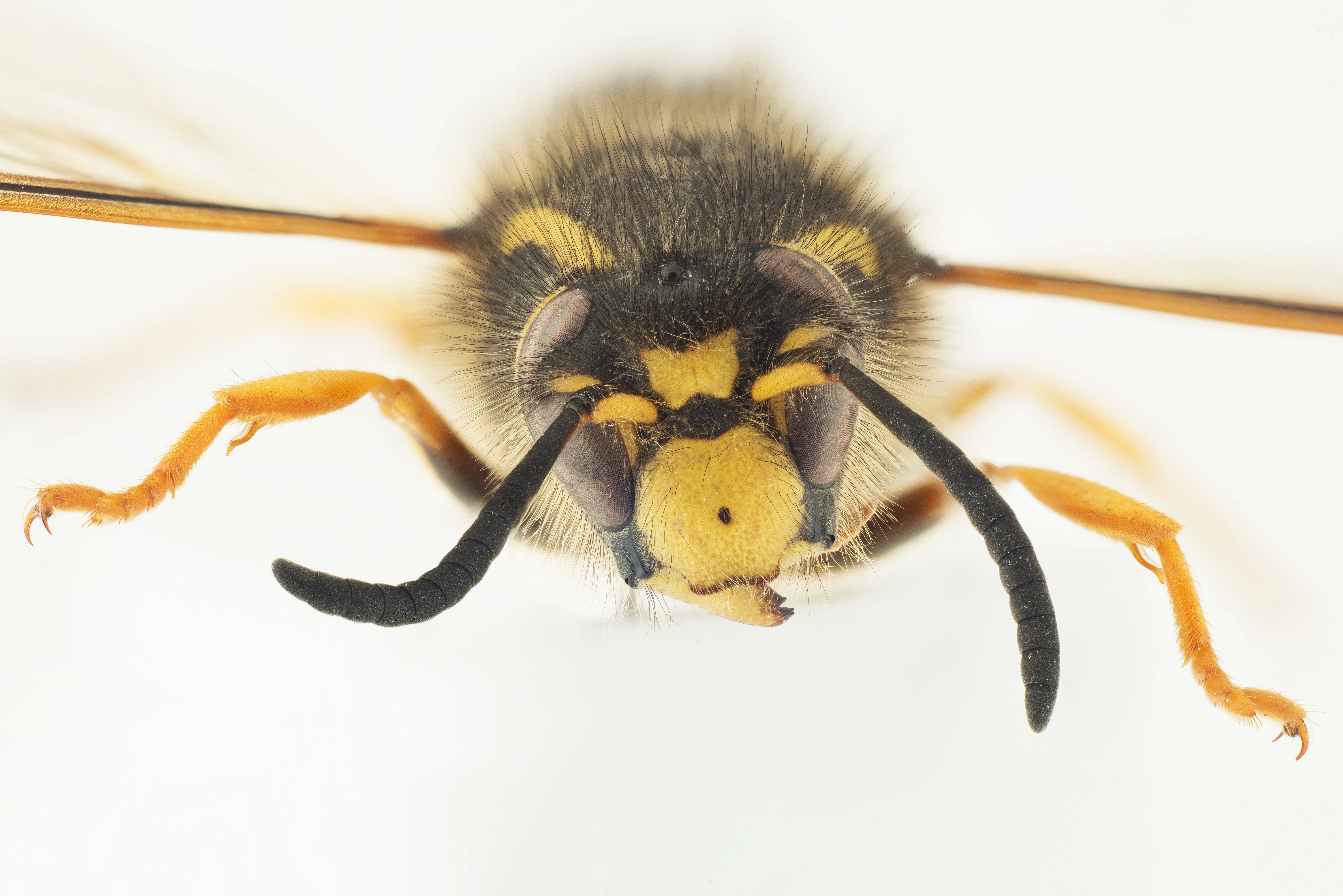 : Dolichovespula sylvestris.