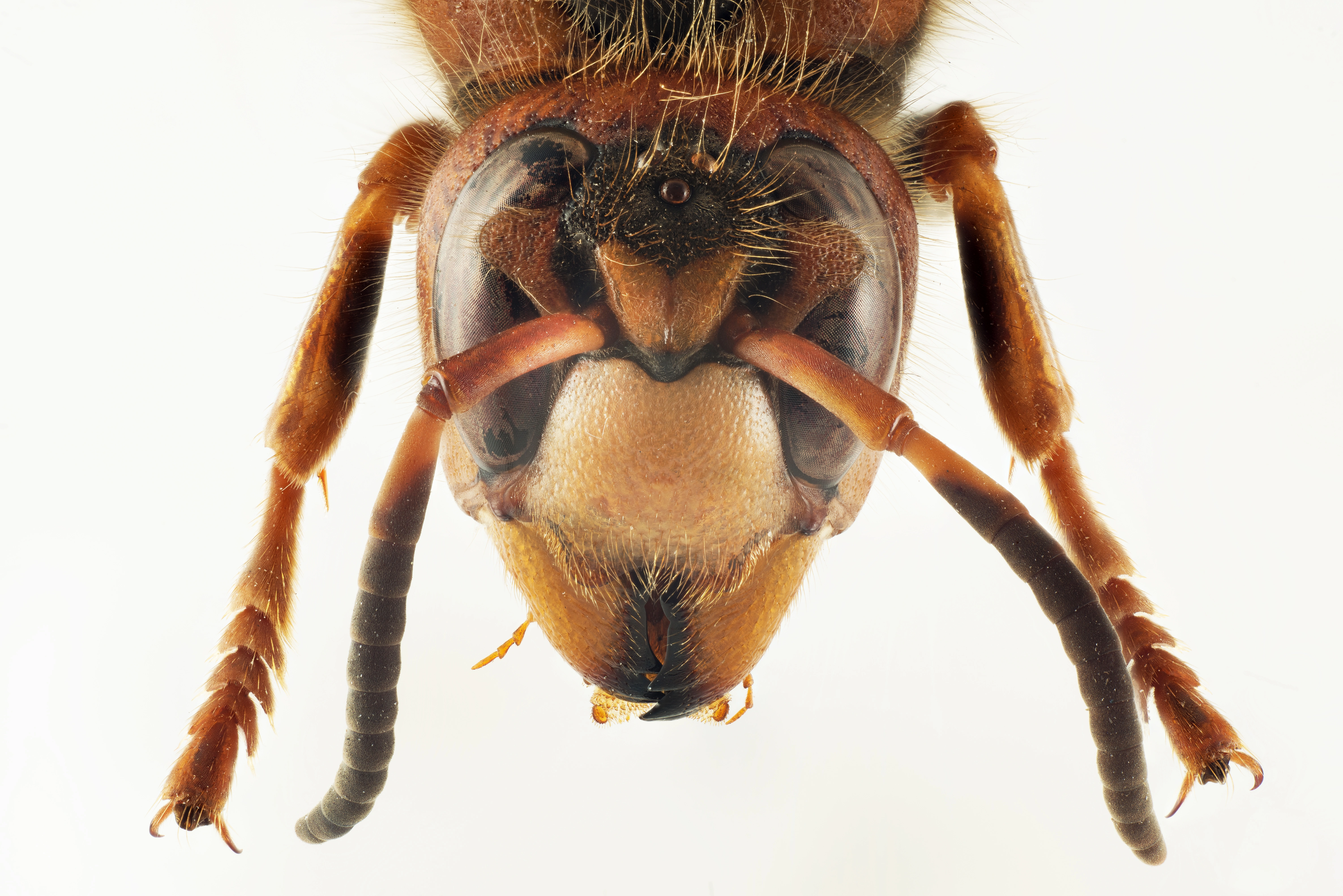 : Vespa crabro.