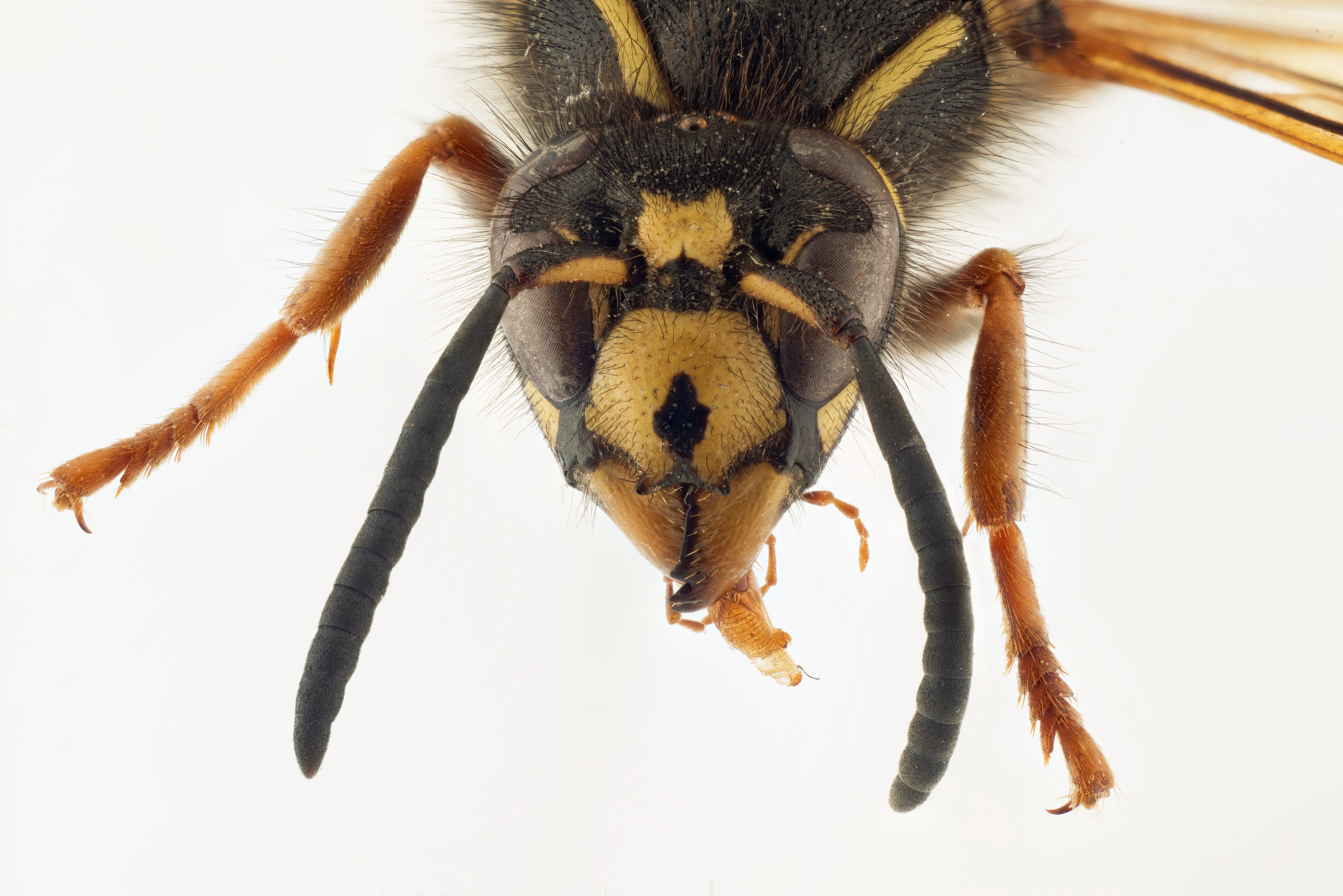 : Dolichovespula adulterina.