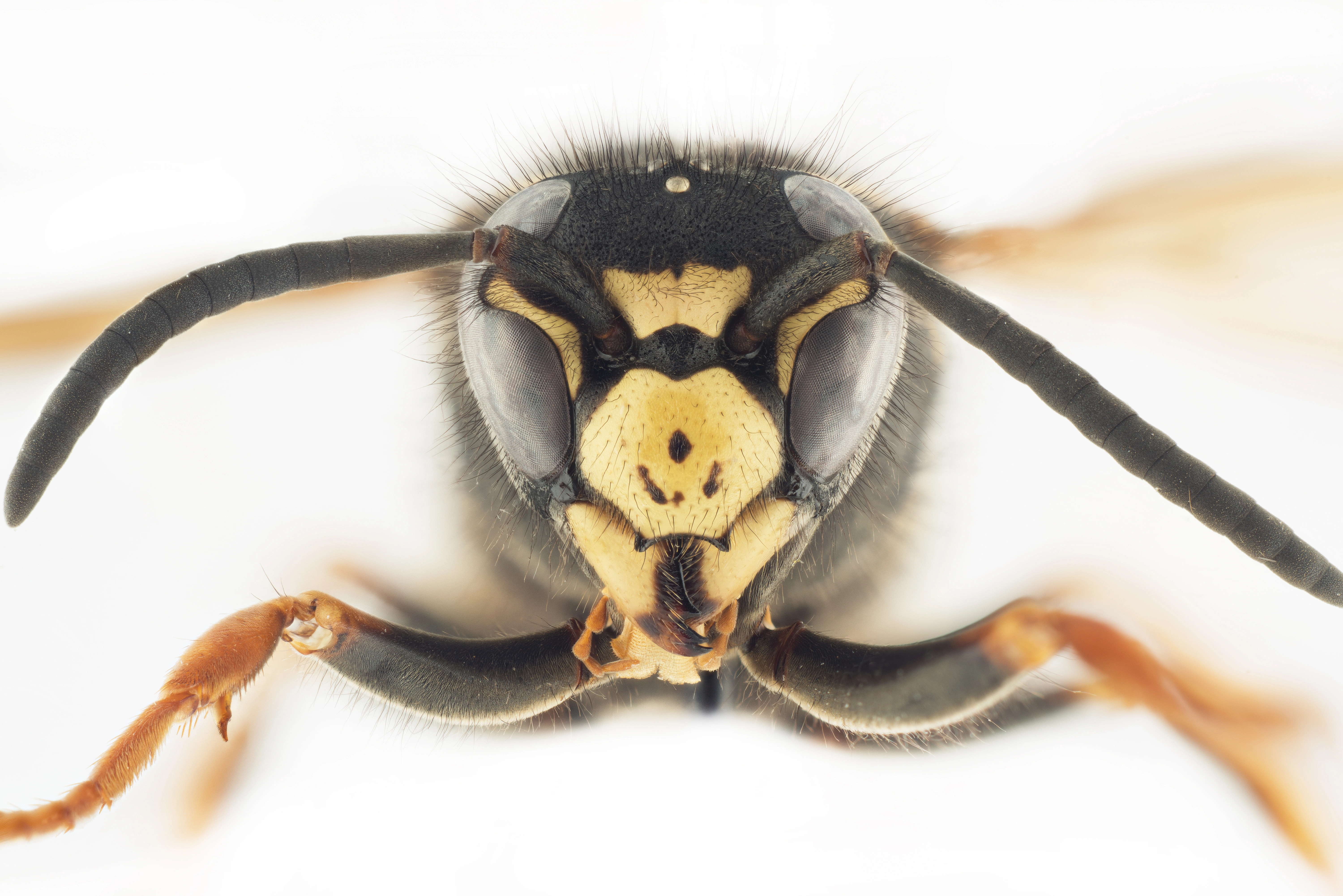 : Vespula austriaca.