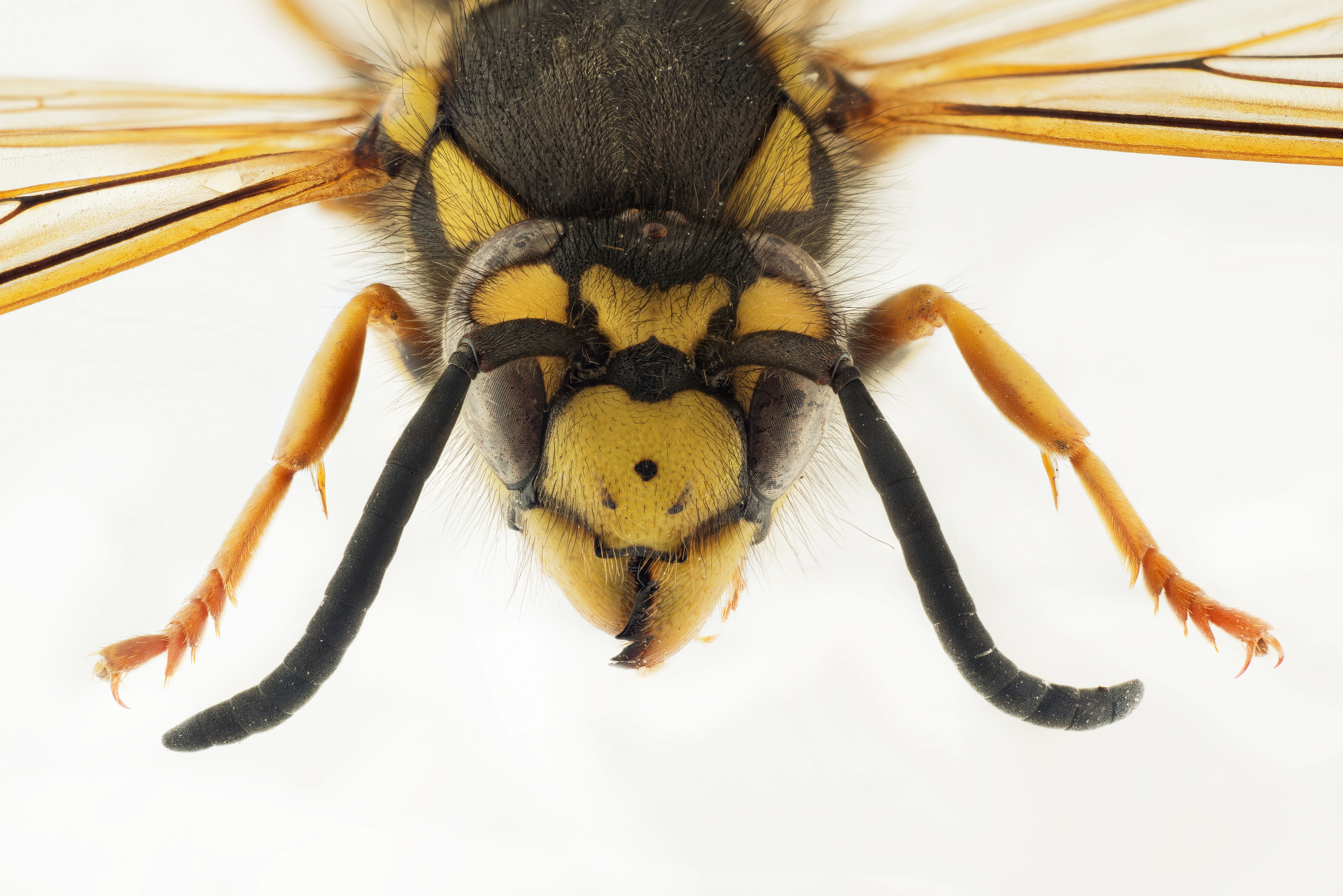 : Vespula germanica.