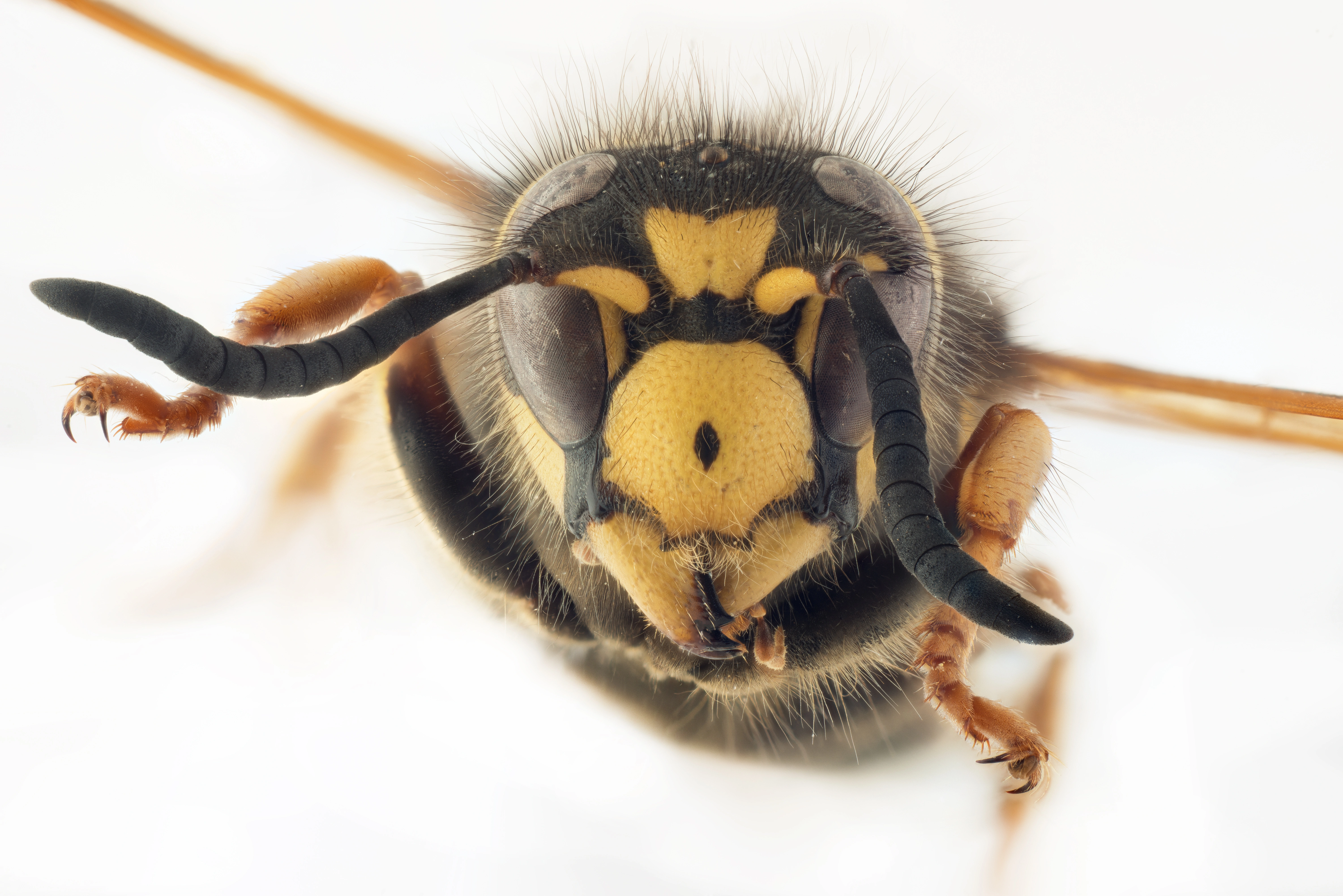 : Dolichovespula omissa.