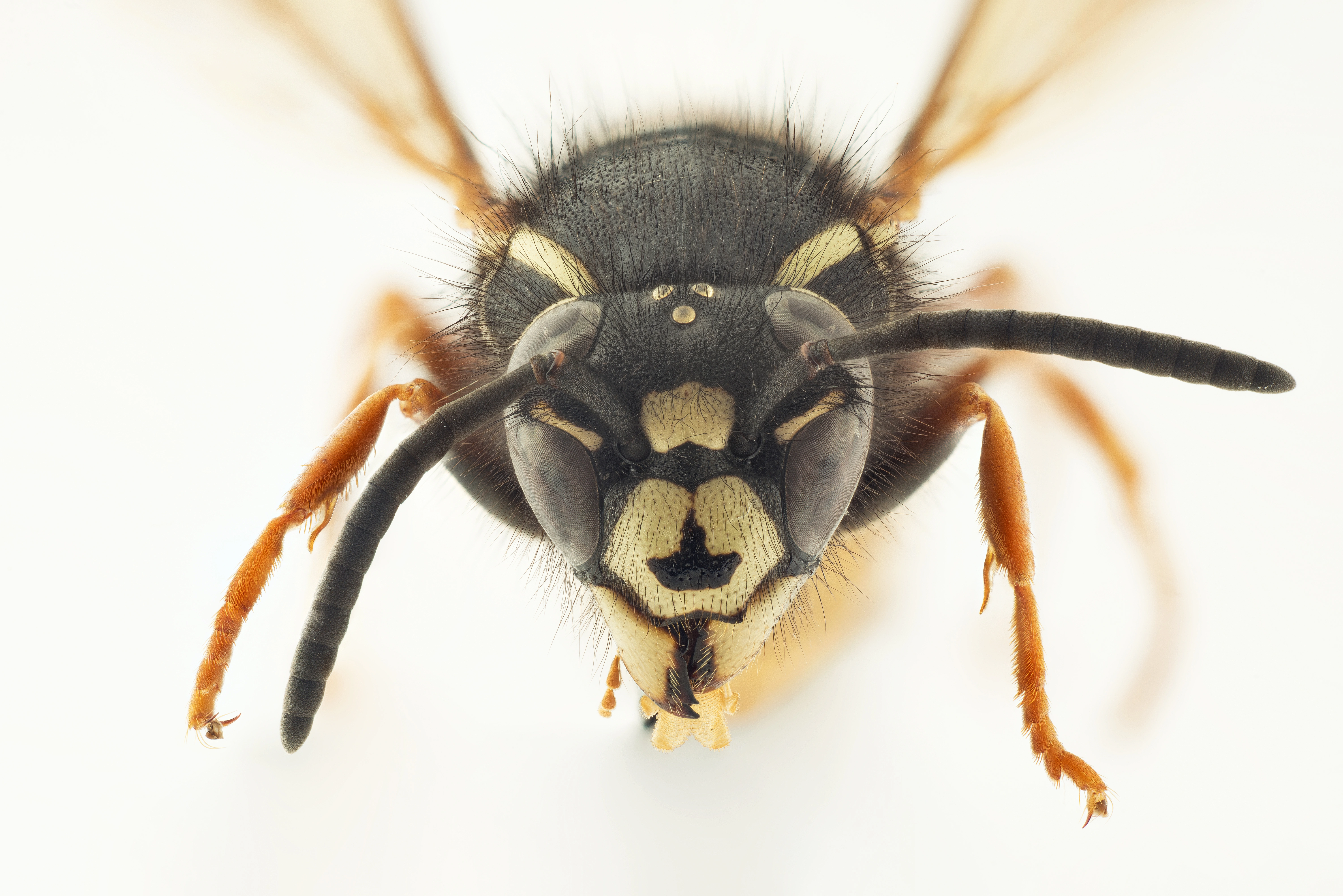 : Vespula rufa.