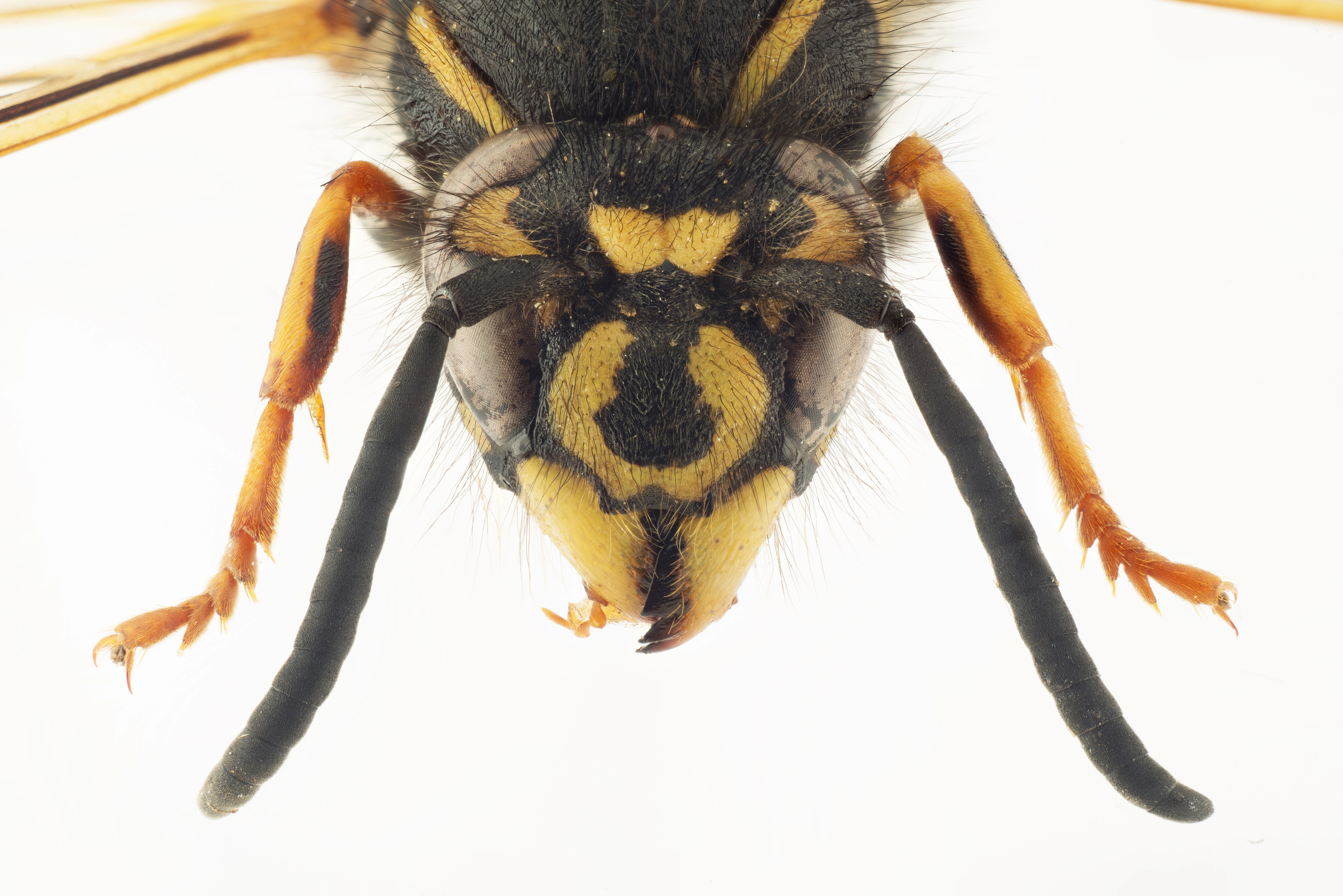 : Vespula vulgaris.