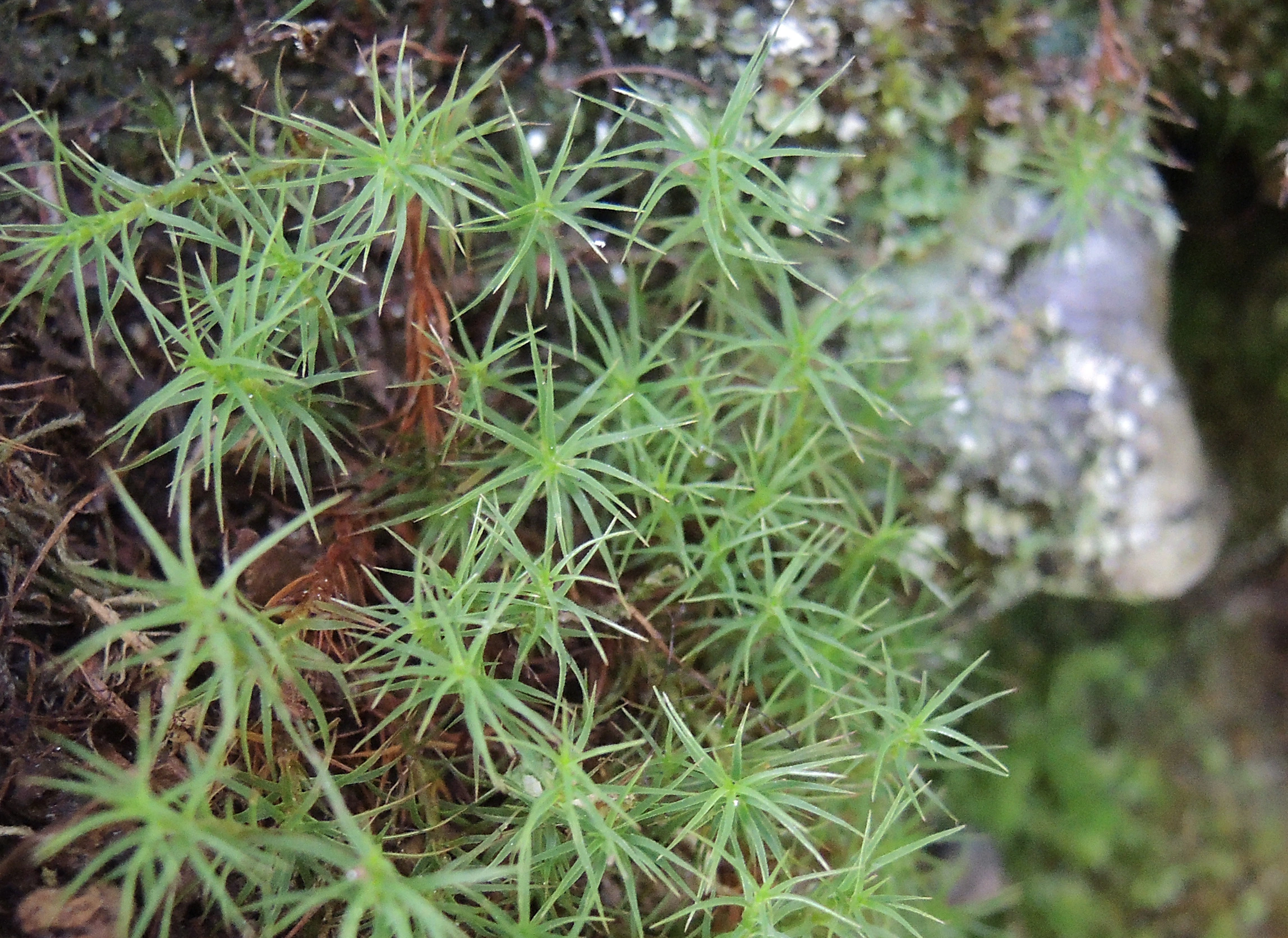 : Polytrichastrum alpinum.