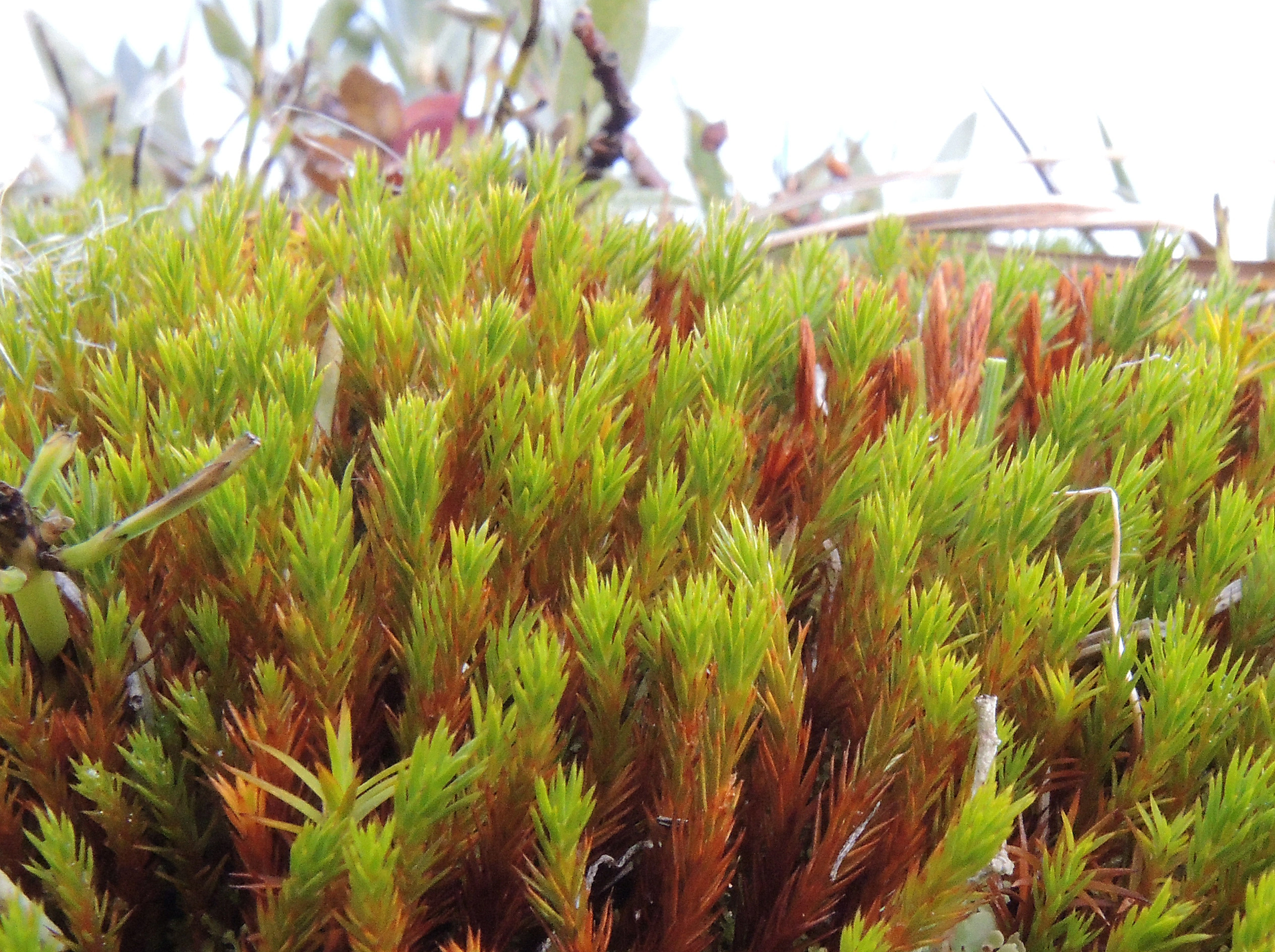 : Polytrichum strictum.