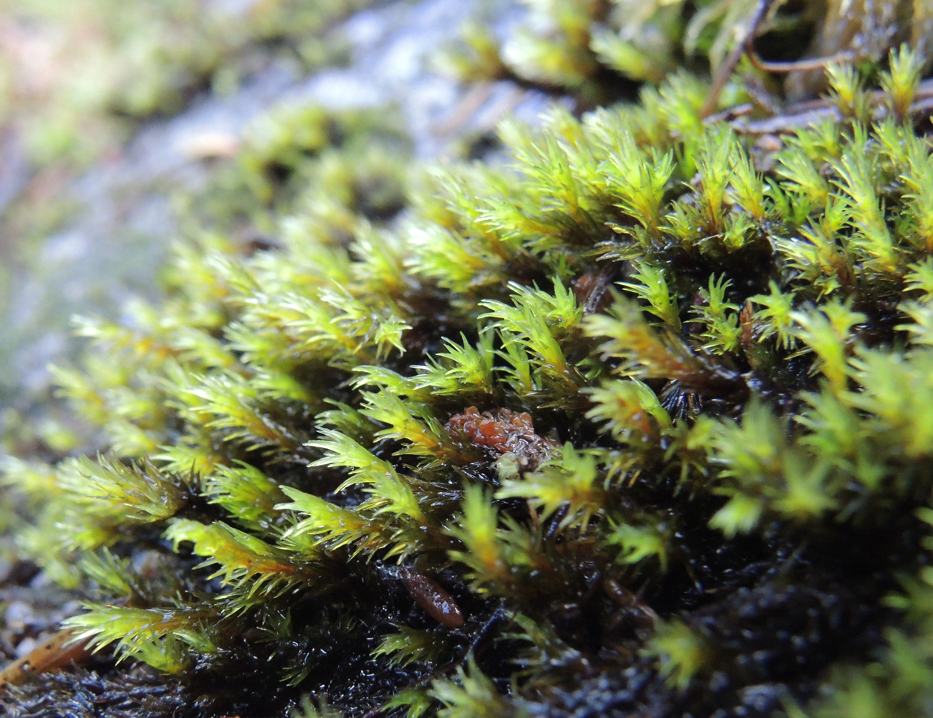 : Racomitrium aquaticum.