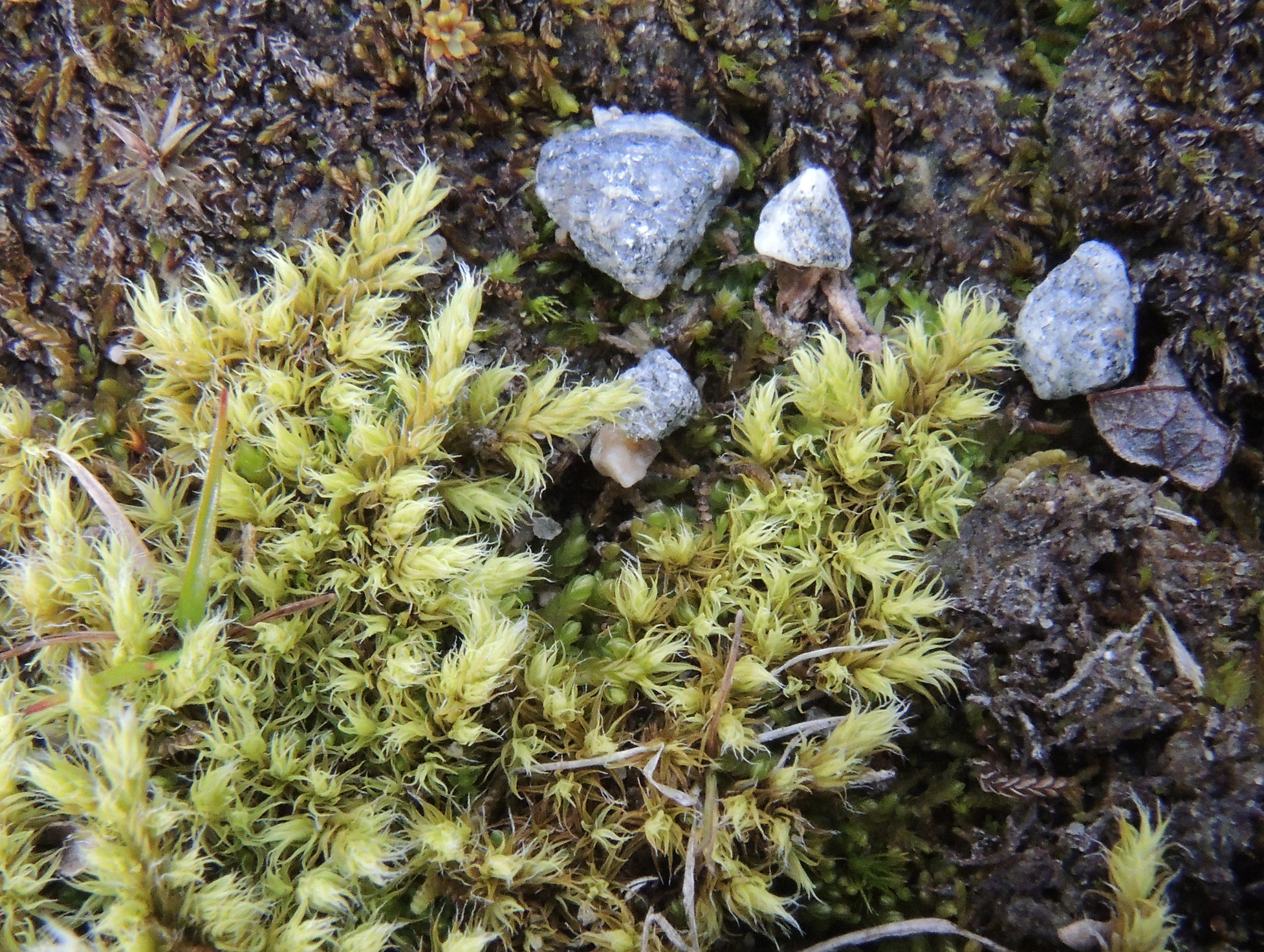 : Racomitrium ericoides.