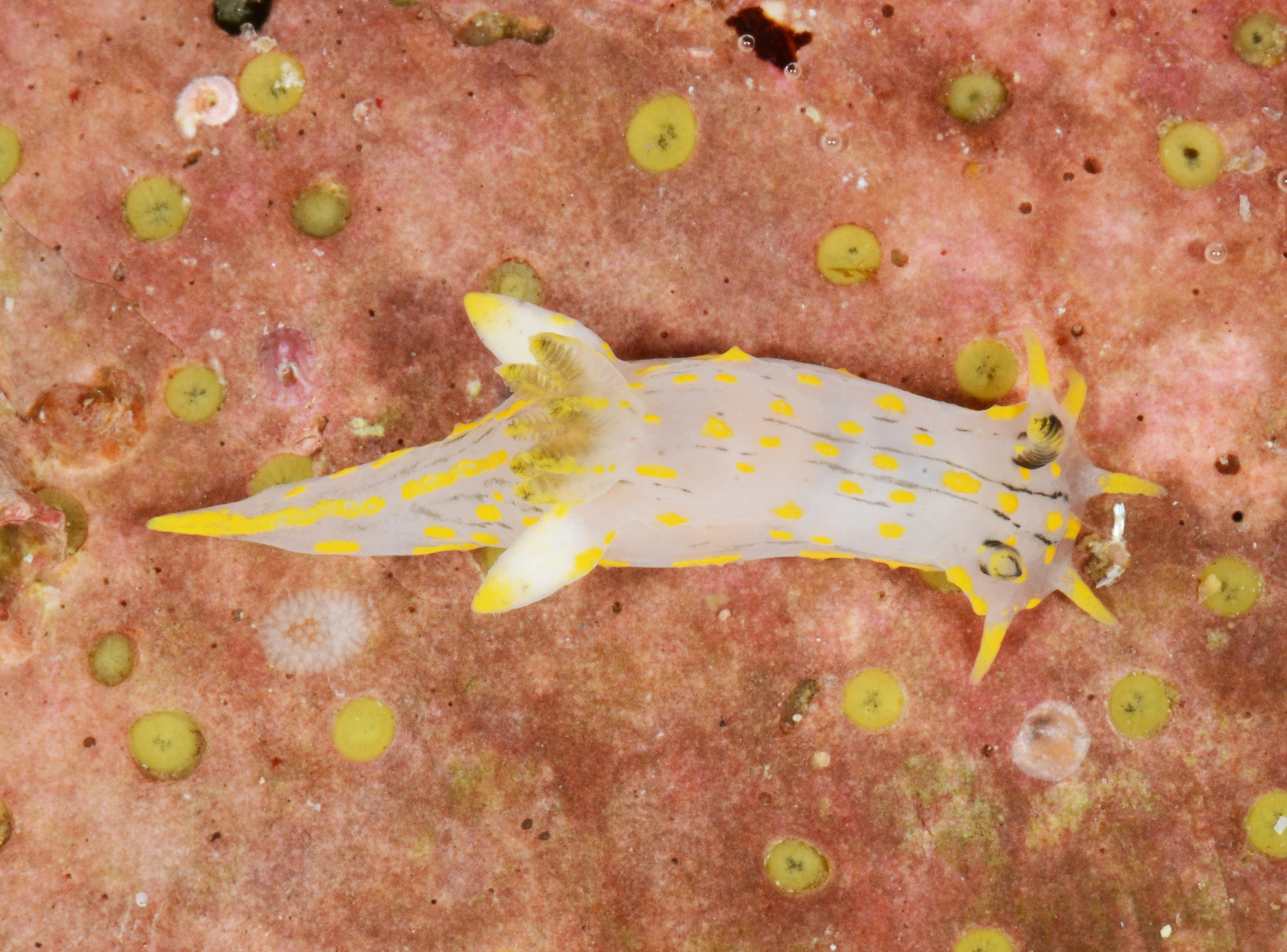 : Polycera quadrilineata.