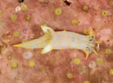 : Polycera quadrilineata.