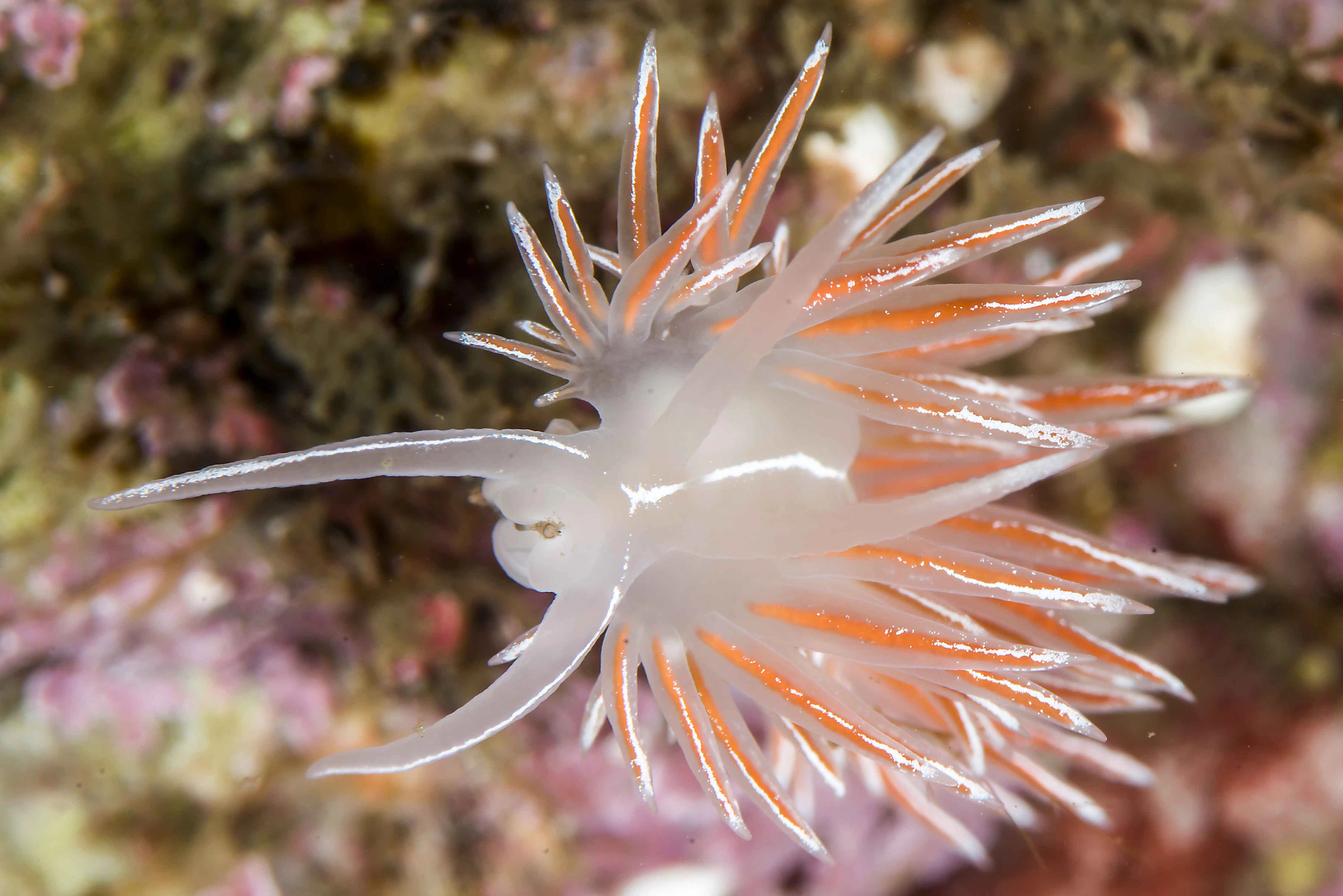 : Coryphella lineata.