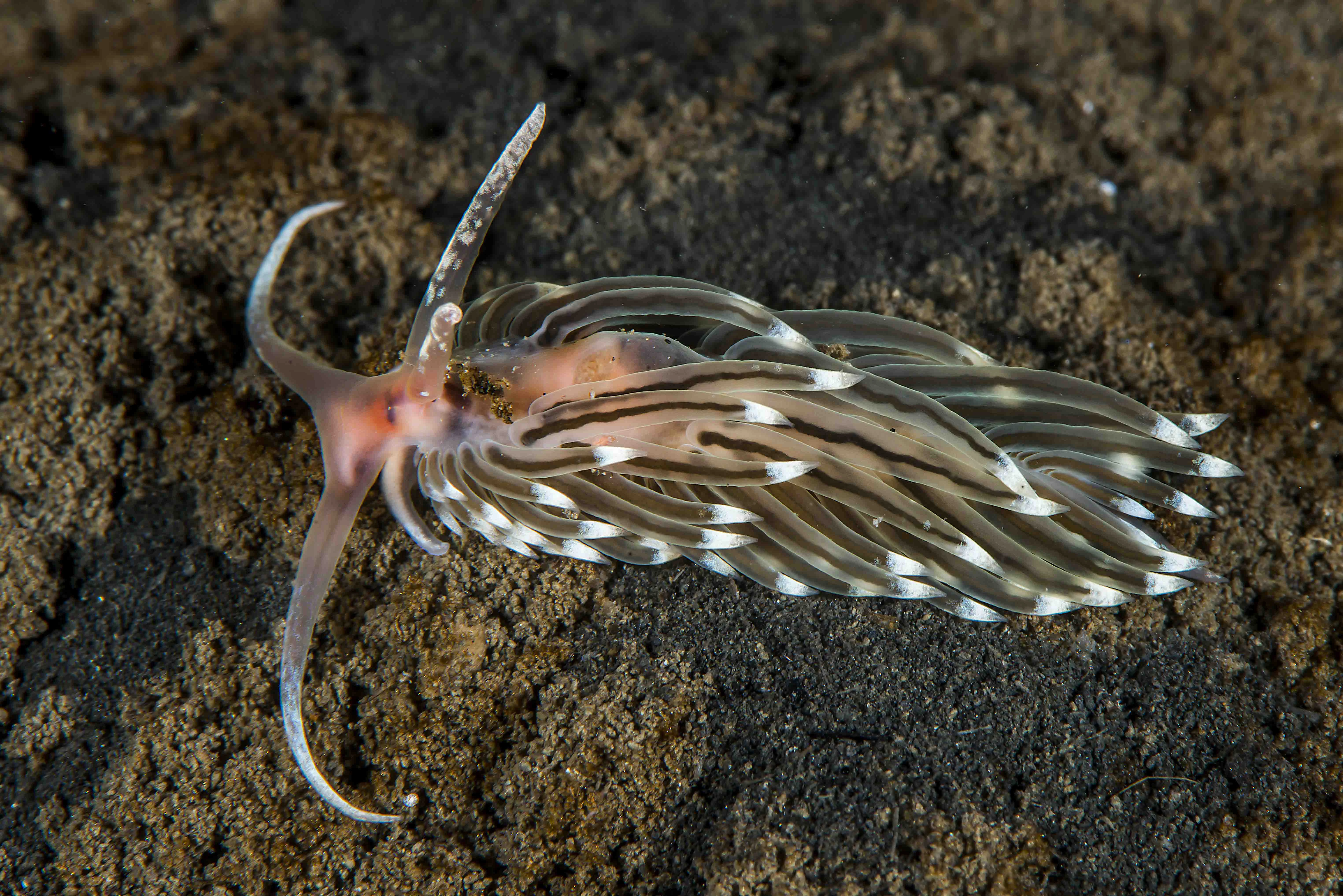 : Facelina dubia.