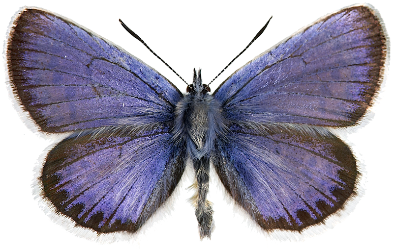 : Plebejus argus.