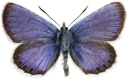 : Plebejus argus.