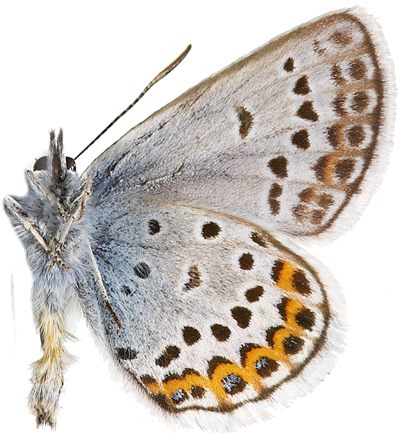 : Plebejus argus.