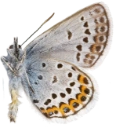 : Plebejus argus.