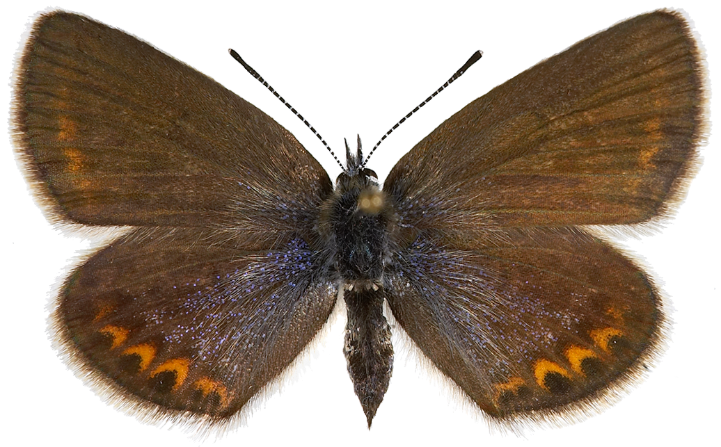 : Plebejus argus.