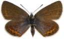 : Plebejus argus.