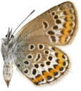 : Plebejus argus.