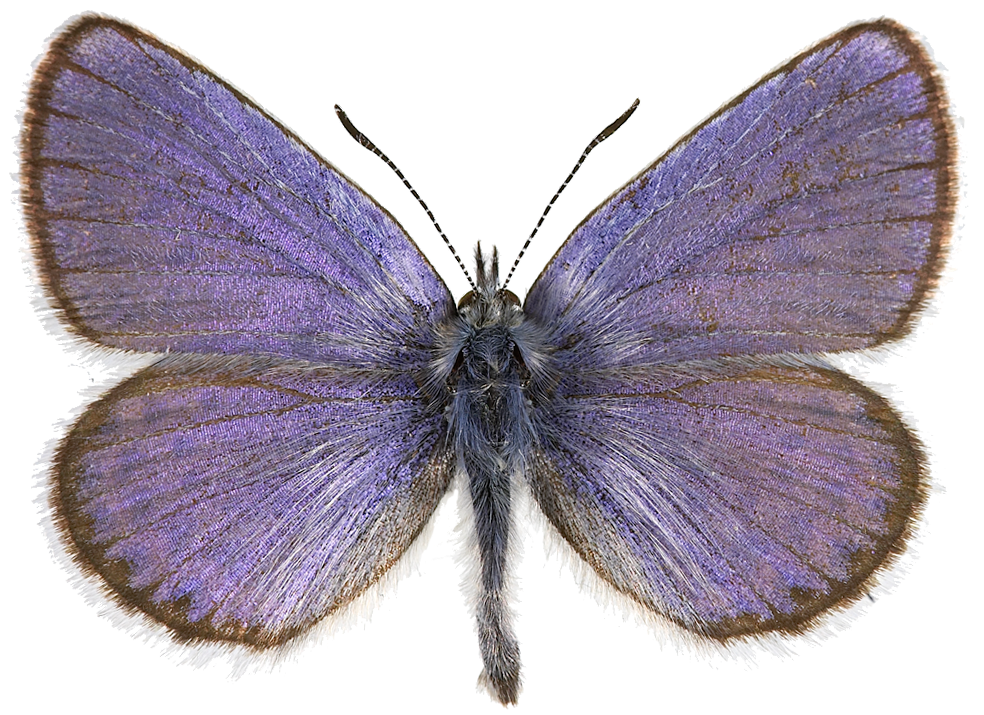 : Plebejus idas.