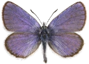 : Plebejus idas.