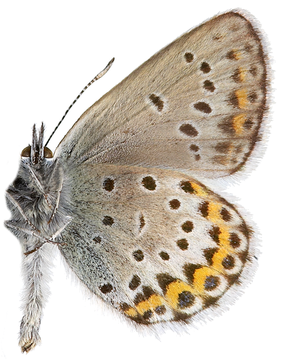 : Plebejus idas.