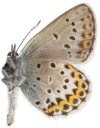 : Plebejus idas.