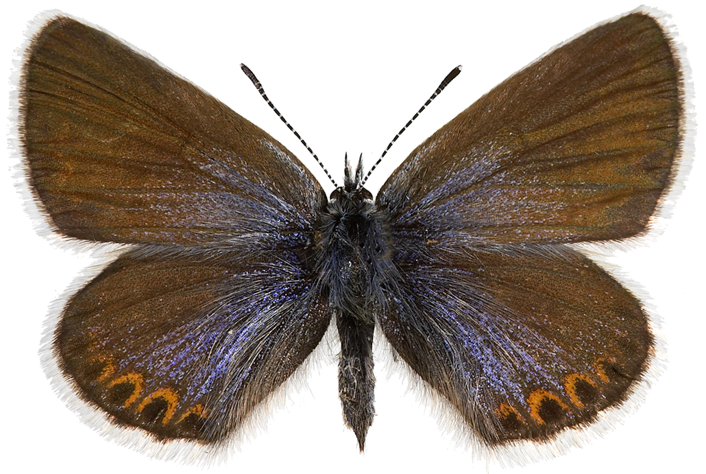 : Plebejus idas.