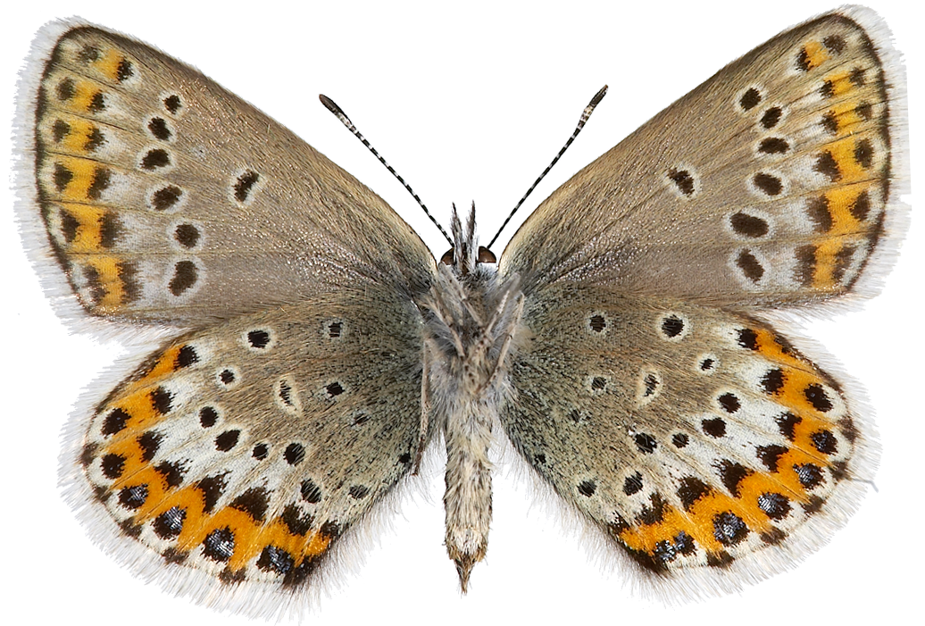 : Plebejus idas.