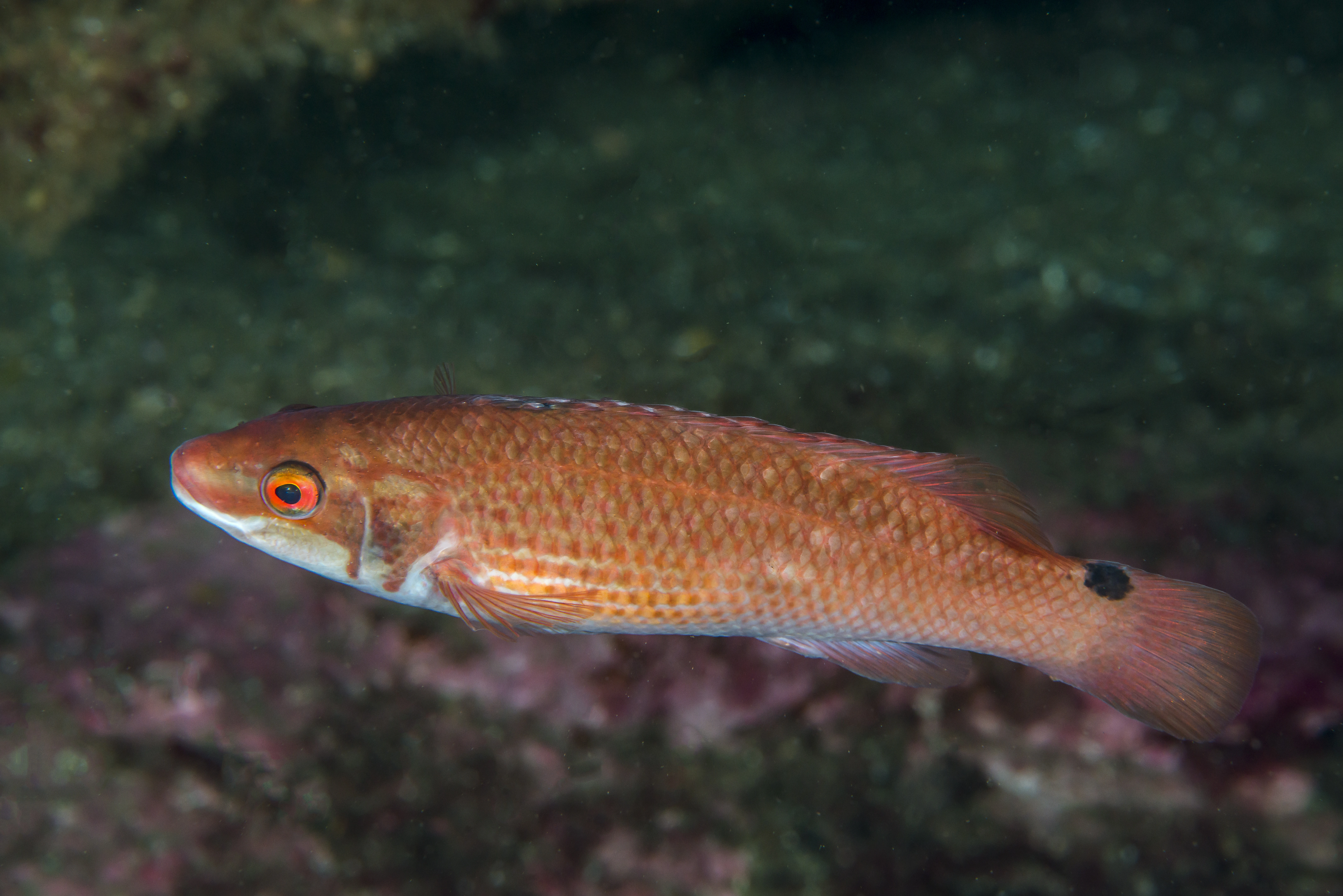 : Ctenolabrus rupestris.