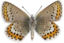 : Plebejus idas.