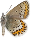 : Plebejus idas.