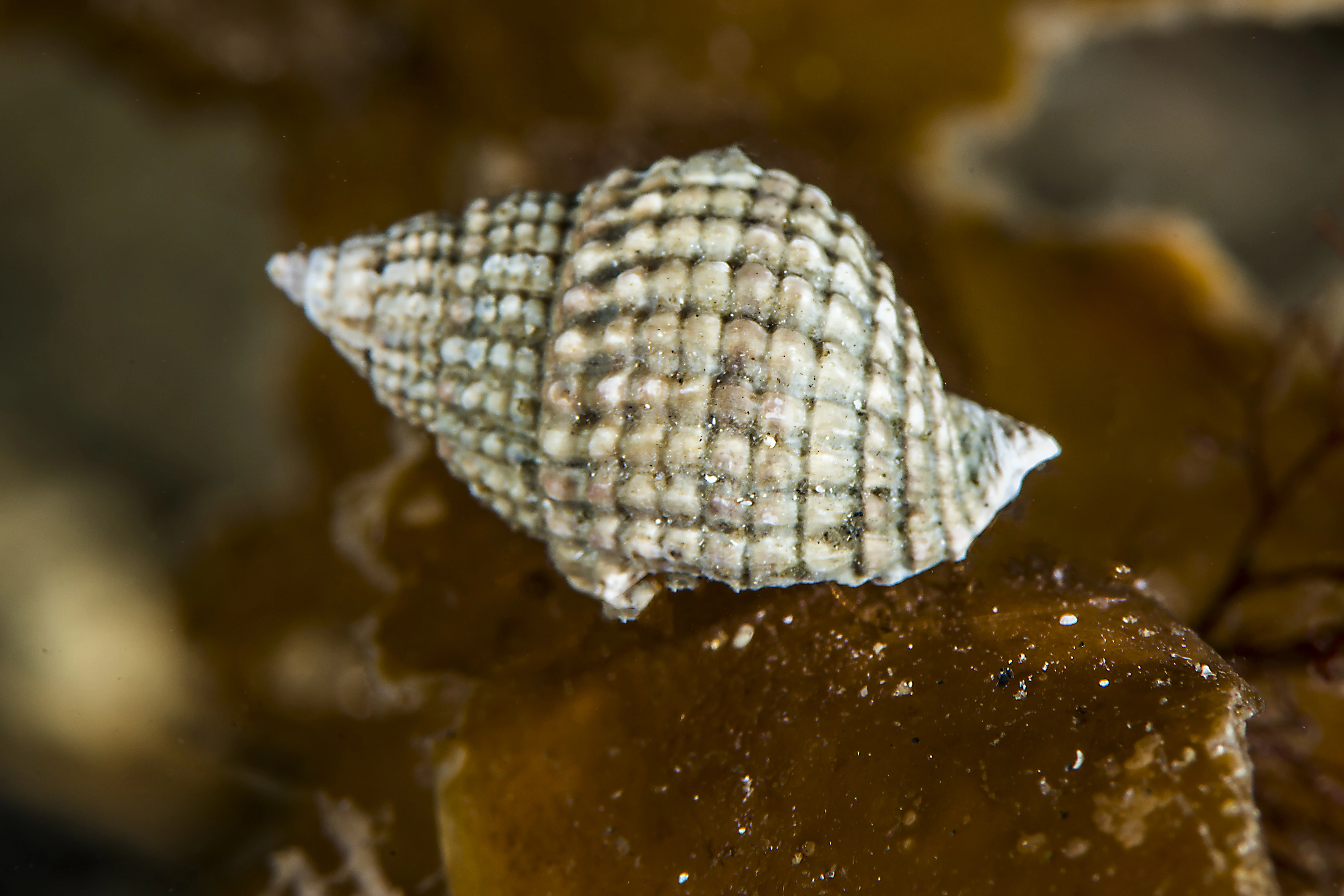 : Nassarius reticulatus.