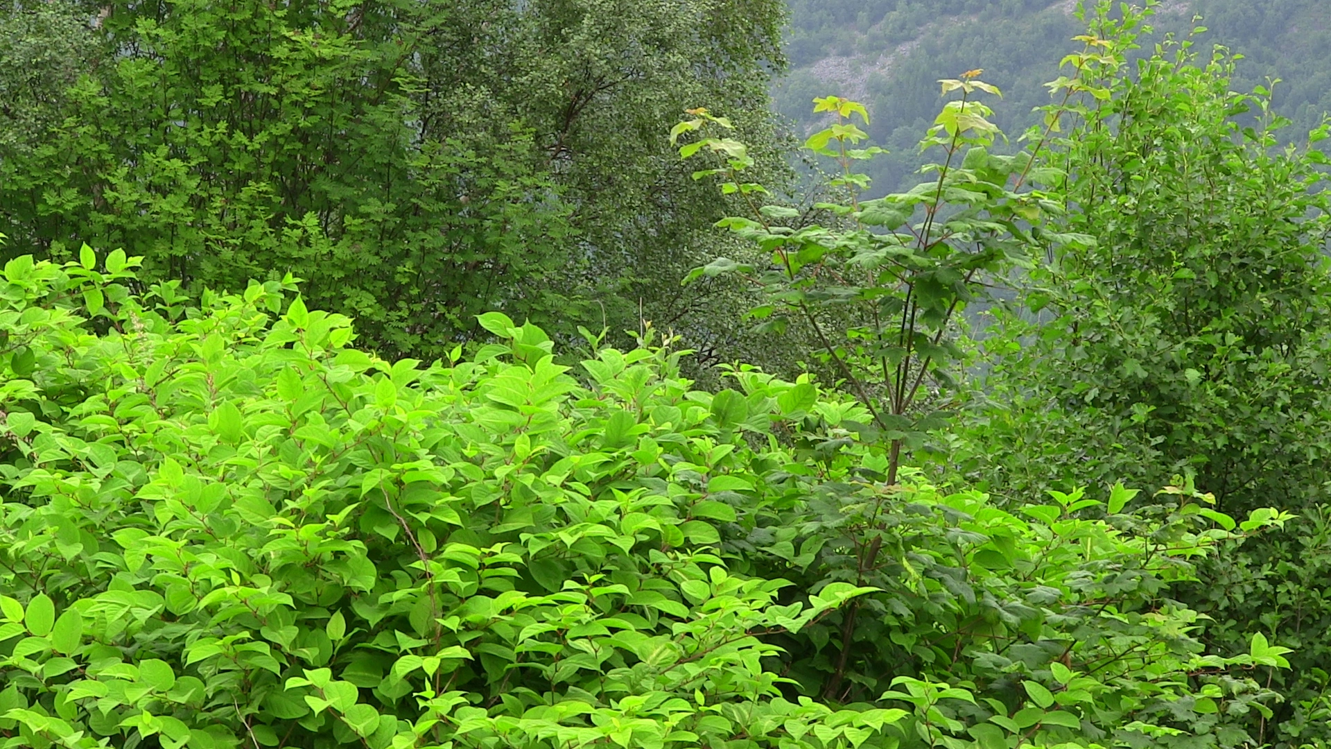 : Acer pseudoplatanus. : Reynoutria japonica.