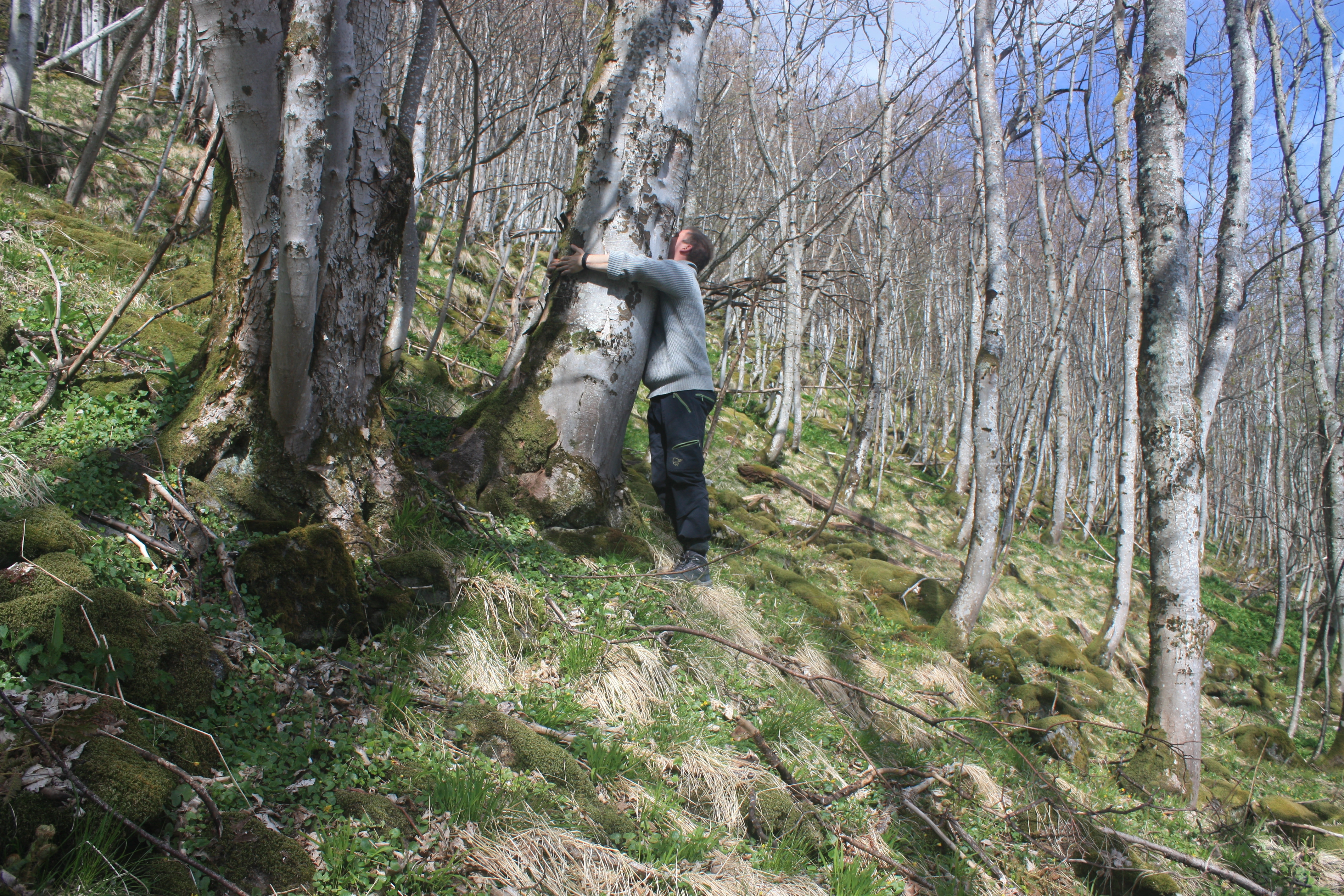 : Acer pseudoplatanus.