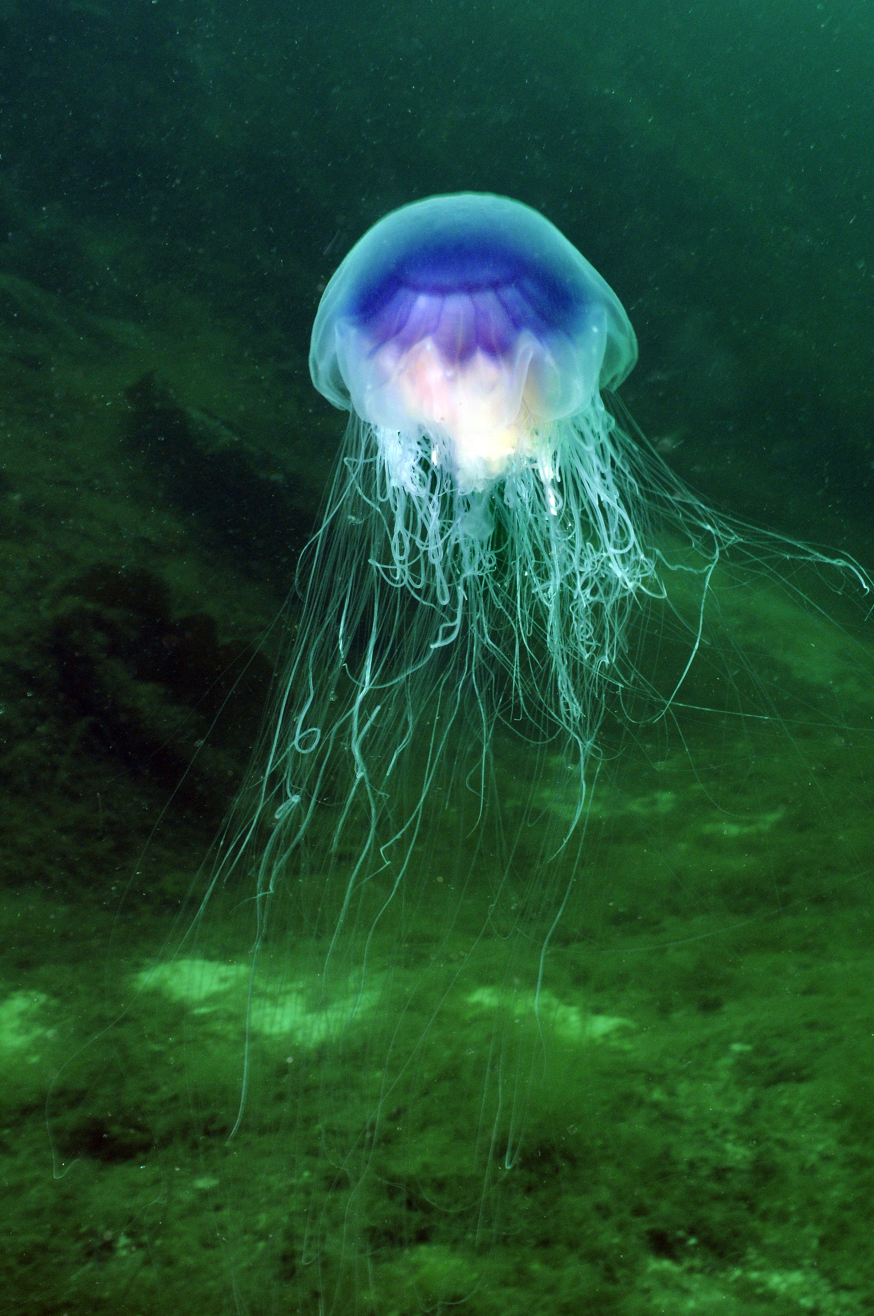 : Cyanea lamarckii.