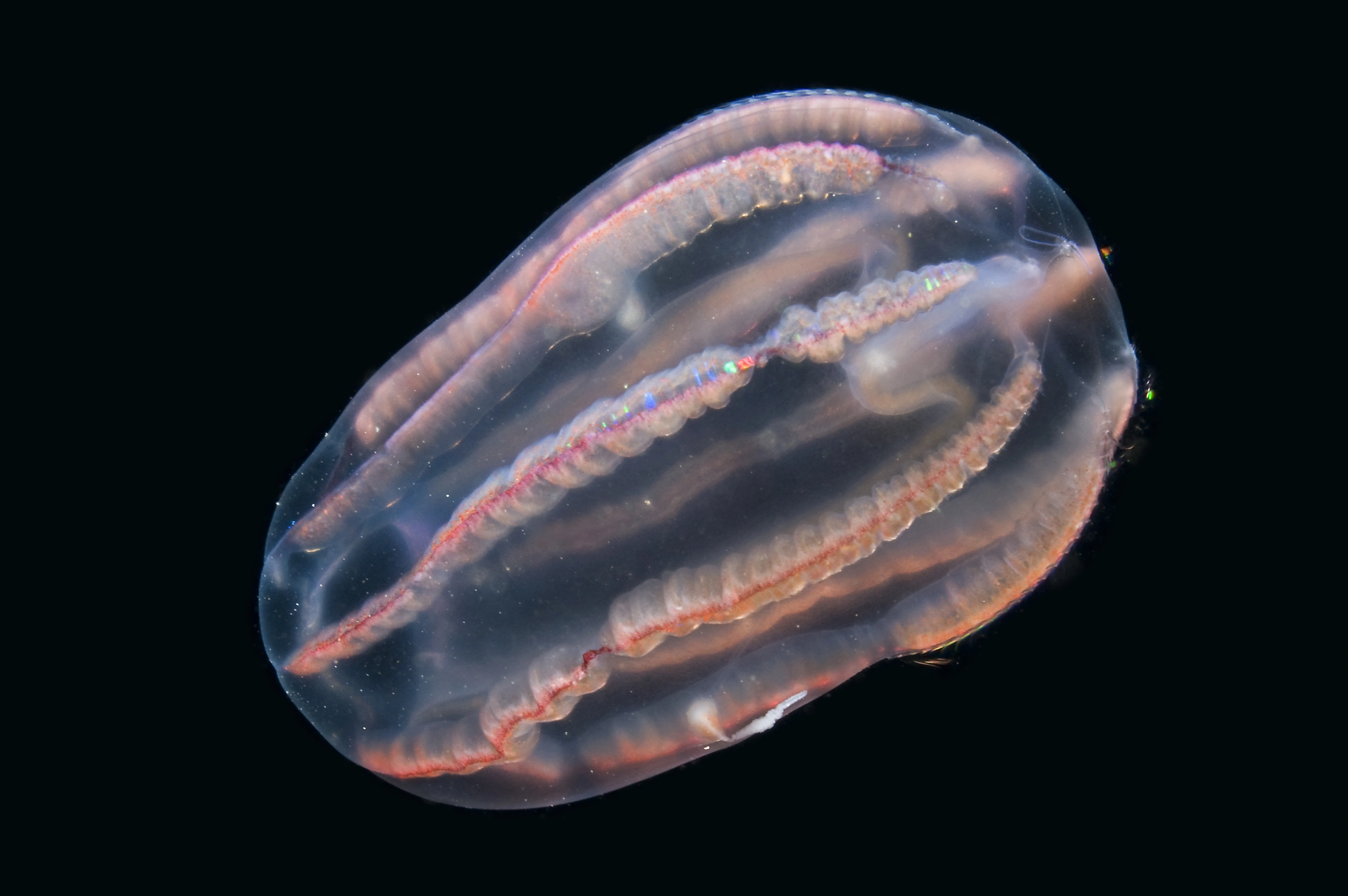 : Dryodora glandiformis.