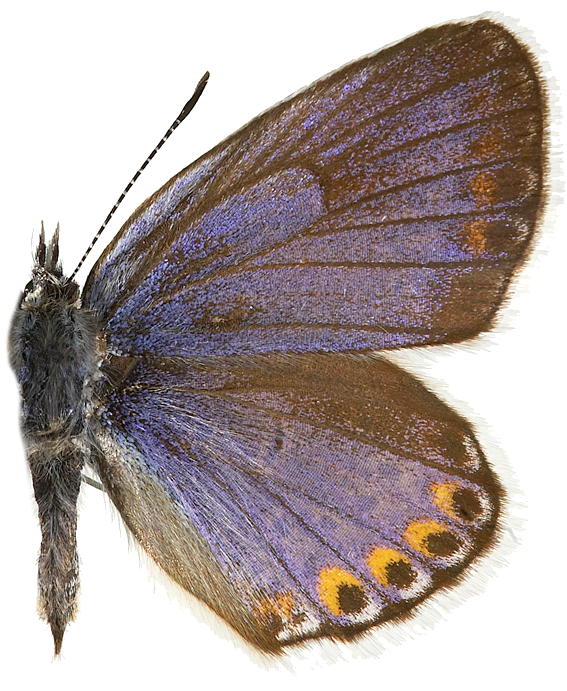 : Plebejus argyrognomon.