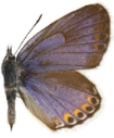 : Plebejus argyrognomon.